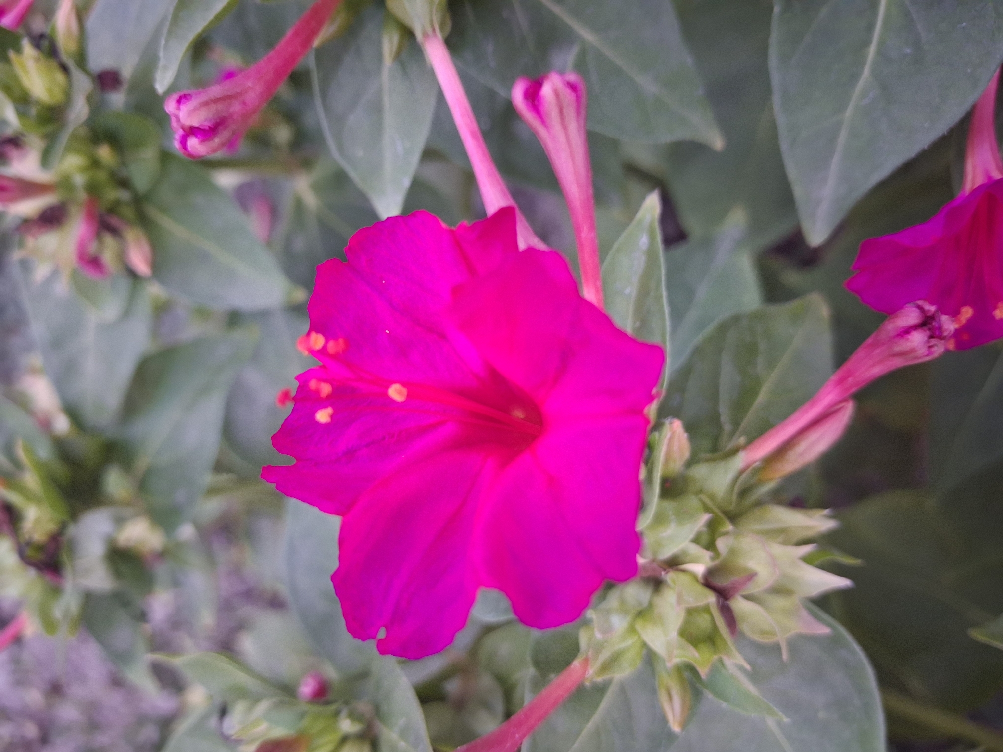 A close-up, eye-level, vertical shot shows a vibrant pink four o'clock flower in full bloom. The flower is centered in the frame, with its petals unfurled and a hint of yellow pollen visible in its center. Several unopened flower buds, also pink, are scattered around the main bloom, some appearing as tightly closed buds while others are partially open. The background consists of lush green leaves, some of which are slightly out of focus, creating a shallow depth of field that emphasizes the flower. The lighting appears natural, suggesting an outdoor setting. The scene evokes a sense of natural beauty and the delicate details of a blossoming plant. The image provides no information about the city of Bulungur, Uzbekistan, or any people.