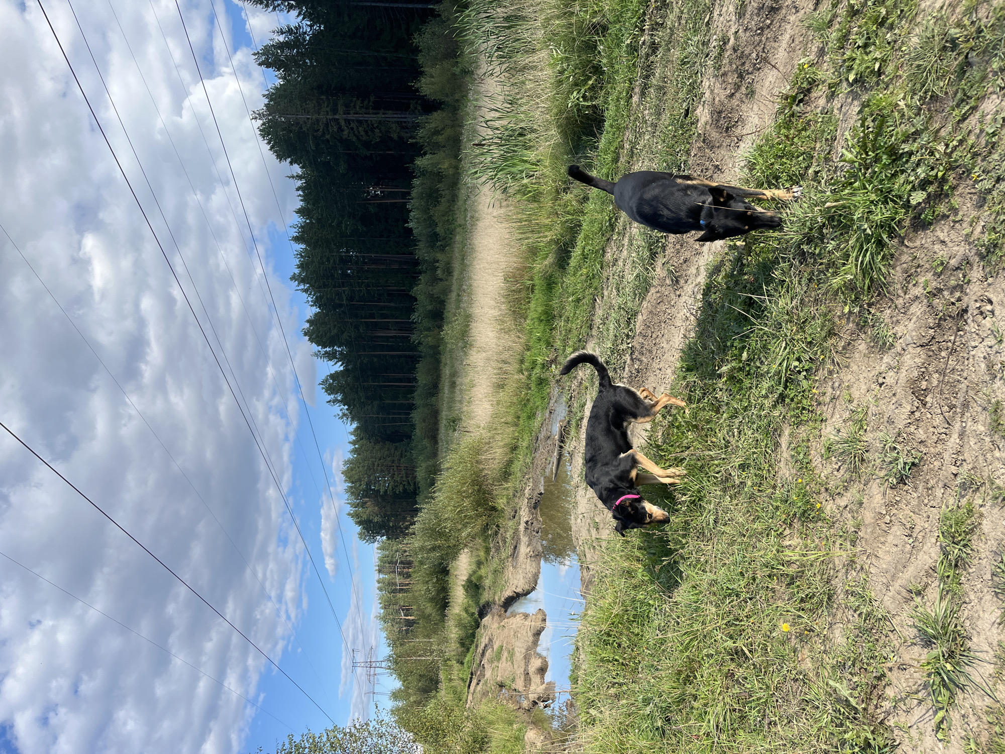 Two black and tan dogs are on a dirt path next to a puddle in a grassy field with a dense forest in the background. Power lines stretch across the sky above the forest. The scene appears to be in an outdoor, rural area. There are no identifiable landmarks or structures to indicate the specific location within Nizhny Tagil, Russia.