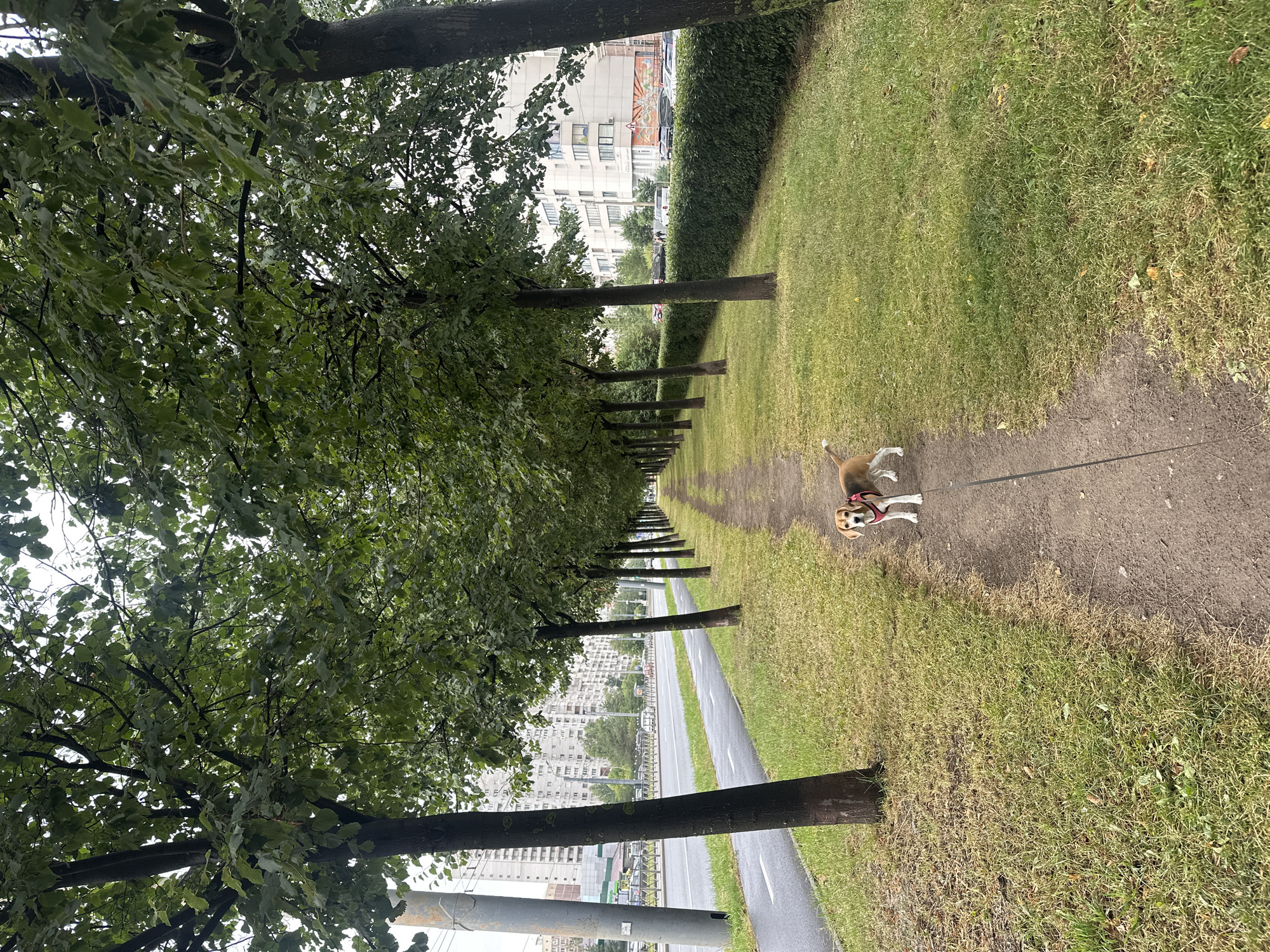 A tricolor beagle dog wearing a red harness is standing on a dirt path in Saint Petersburg, Russia, facing the camera. The dog is on a leash. The path is lined on the left by a row of trees with green leaves and a paved road with a bike lane, and on the right by a lawn. In the background, there are buildings, including apartment buildings. The sky is overcast. The scene appears to be a park or a residential area.