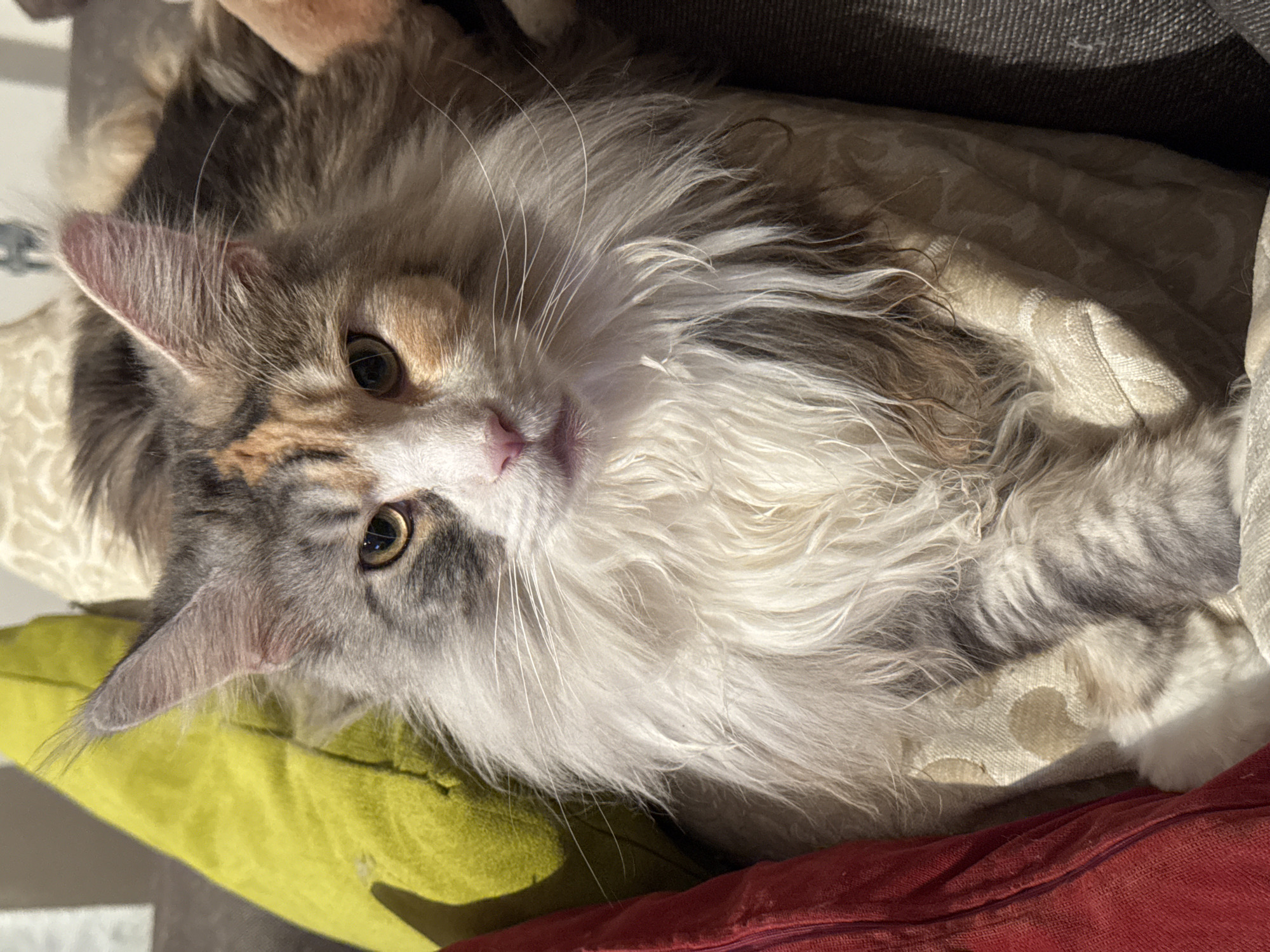 The image depicts a close-up, eye-level shot of a long-haired calico cat resting on a couch. The cat has a fluffy mane, prominent white whiskers, and tri-colored fur with patches of gray, white, and orange. The cat's eyes are open and looking towards the viewer. The background consists of a yellow pillow on the left, a patterned beige pillow the cat is partially lying on, and a dark gray surface on the right. A portion of a red object is visible on the far left edge of the frame. The lighting suggests natural sunlight is illuminating the cat from the right. There are no people present in the image. The environment appears to be an indoor domestic setting. There is no information in the image to suggest a location in Zelenograd, Russia.
