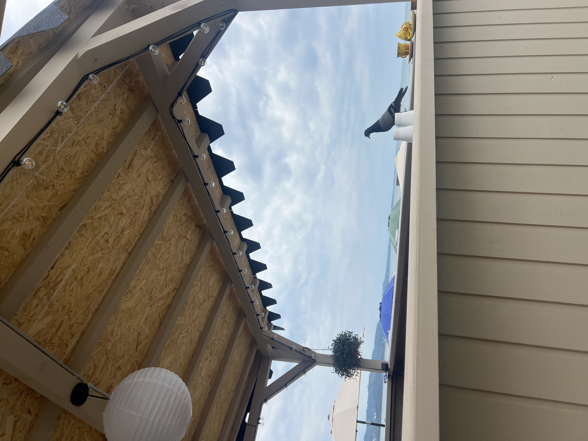 The image shows a pigeon perched on a wooden counter in an open-air structure with a wooden roof. String lights are visible along the roof's edge. In the background, the Black Sea is visible under a cloudy sky. Several beach umbrellas, one white and one blue, are scattered on the shore. On the counter, two white disposable cups and two yellow teacups with saucers are present. The scene appears to be a beachside cafe or bar in Sokhumi, Abkhazia, given the context provided.