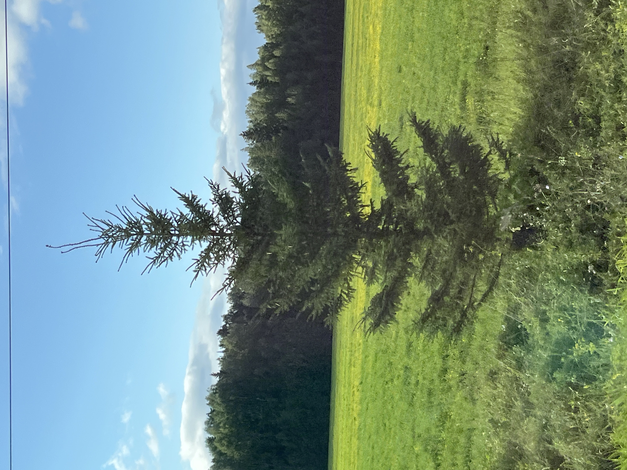 In the city of Kryukovo, Russia, a solitary evergreen tree stands in the center of a vibrant green field under a bright blue sky with scattered white clouds. The field is expansive, with a dense, dark green forest bordering the horizon. The foreground of the field shows taller, wilder grasses interspersed with small white and yellow wildflowers. The tree's branches are full and extend outwards, creating a conical shape. The overall scene depicts a serene natural landscape on a clear day.