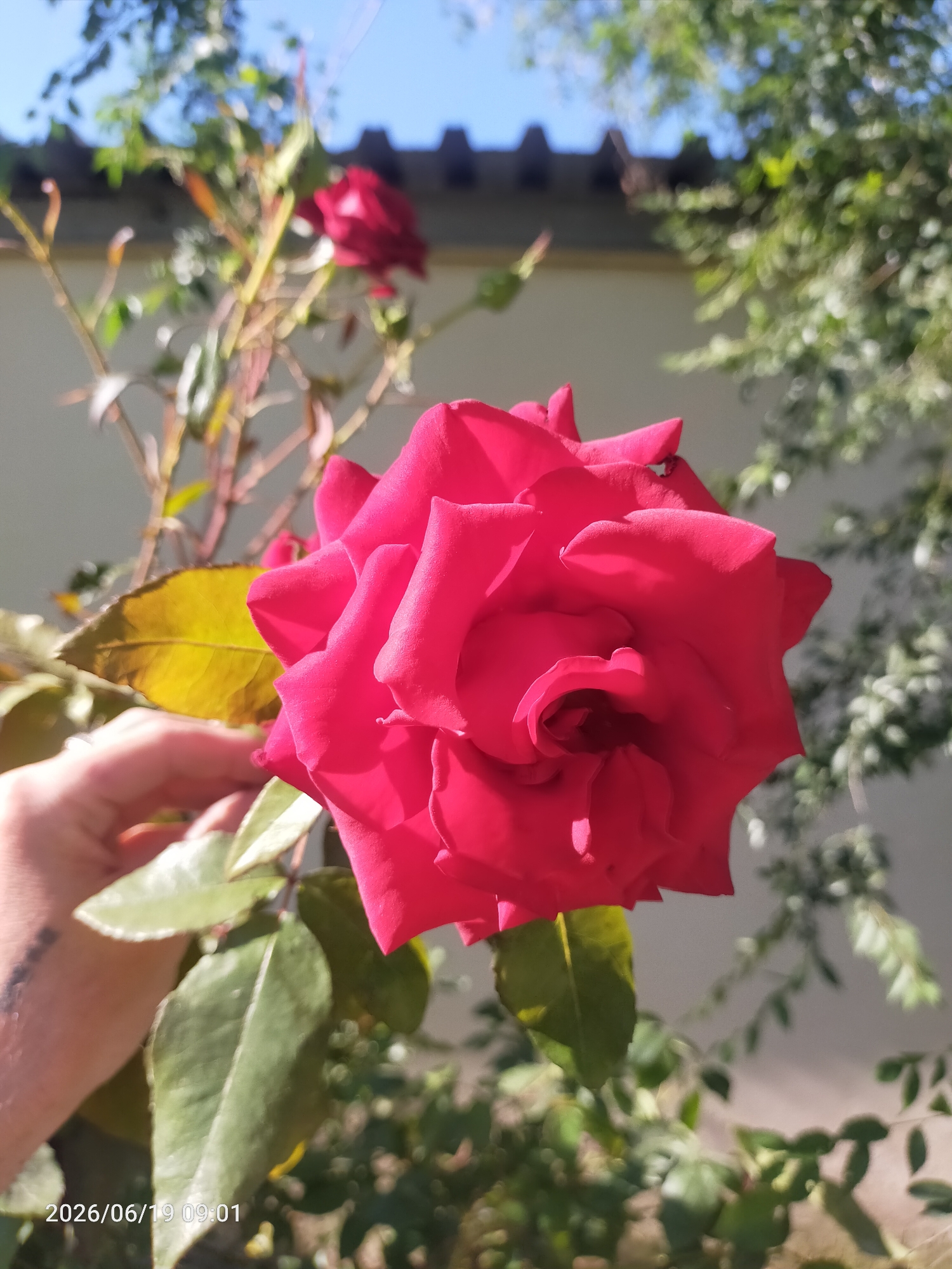 An extreme close-up shot focuses on a vibrant red rose in bloom, its petals unfurling in the sunlight. A human hand, with a partial tattoo visible on the wrist, gently supports the rose's stem, which is adorned with green leaves. In the background, out of focus, are a light-colored wall and lush green foliage, with hints of a blue sky and a tiled roof. The timestamp "2026/06/19 09:01" is visible in the lower left corner.