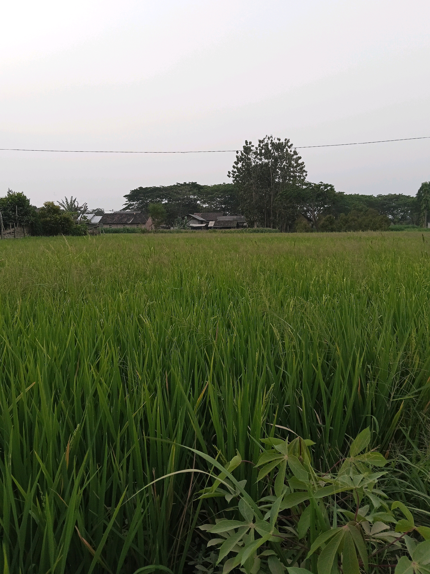 A medium-shot, vertical, eye-level, outdoor, daylight photograph captures a verdant rice paddy field in Darungan, Indonesia. The foreground is dominated by a dense expanse of bright green rice stalks, some reaching knee-high, with a few scattered brown and green weeds and a cluster of cassava leaves in the lower right. In the middle ground, a thin black wire stretches horizontally across the frame, approximately one-third of the way down from the top. Beyond the wire, the field continues, gradually softening in focus and color saturation, with a few lighter green patches suggesting variations in growth or water levels. In the background, a line of diverse trees forms a natural backdrop, with a mix of tall, slender trees and broader, leafy canopies. Nestled within the trees are several simple, weathered houses with dark roofs. The sky is a pale, overcast gray, with no visible sun or clouds. The overall impression is one of rural tranquility.