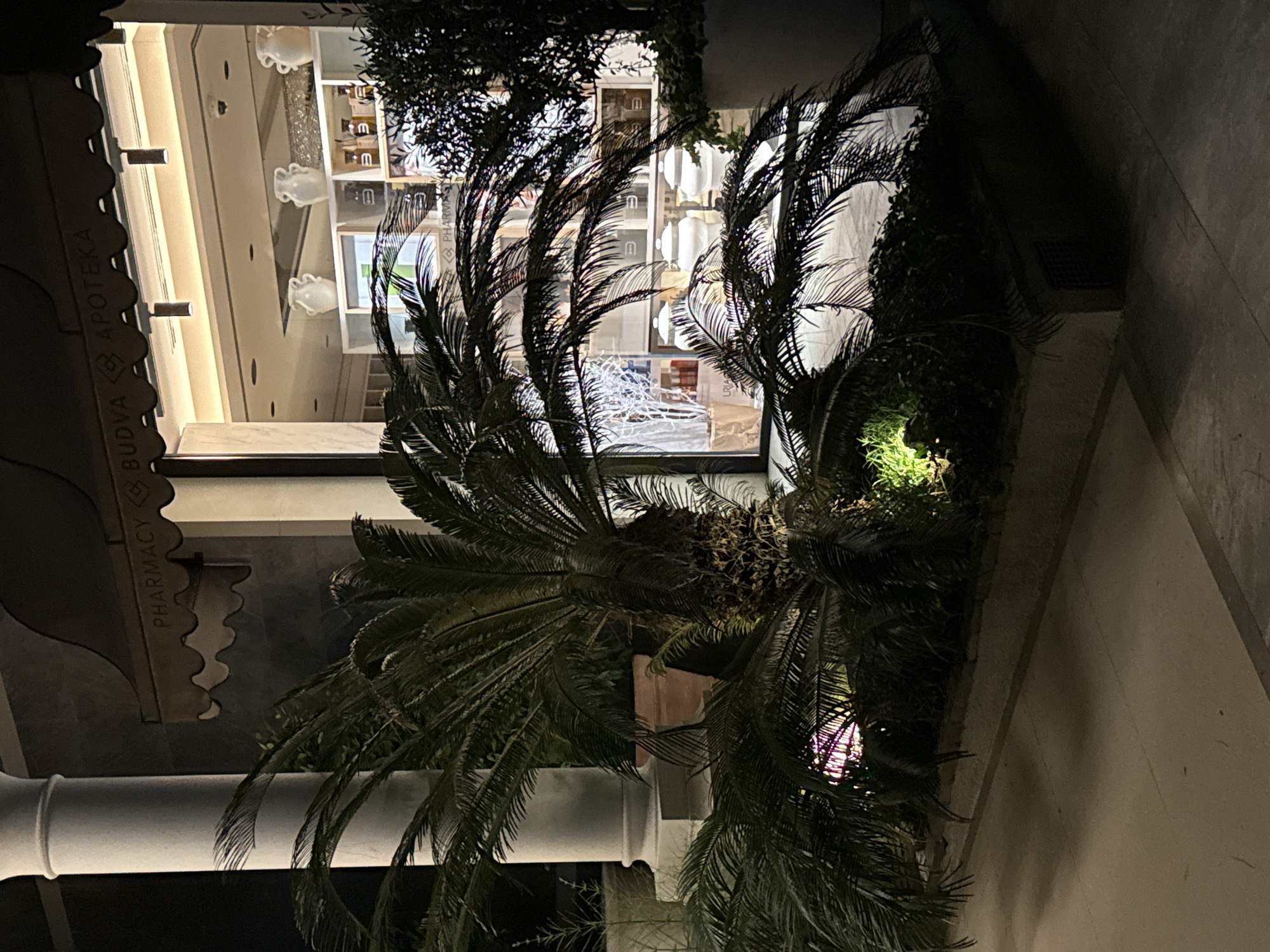 The image shows a nighttime view of a pharmacy entrance in Budva, Montenegro. A large sago palm tree dominates the foreground, its fronds casting shadows across the illuminated pathway. Behind the palm, a storefront is visible, featuring large windows displaying shelves stocked with various products, including white decorative vases. The pharmacy's awning displays the words "PHARMACY BUDVA APOTEKA." The architectural style suggests a modern building with a classical influence, indicated by a large white column to the left of the frame. The lighting is artificial and creates a somewhat dramatic atmosphere. There are no people visible in the image.