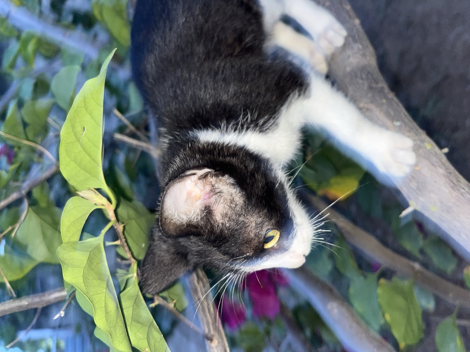 An outdoor shot, rotated 90 degrees clockwise, captures a black and white tuxedo cat resting or observing in a natural setting in Tinaquillo, Venezuela. The cat is predominantly black with white markings on its chest, paws, and face, including a distinctive white muzzle and prominent white whiskers. Its left ear (visible) shows a patch of lighter fur, possibly an old injury or a natural marking. The cat's striking yellow eyes are focused towards the right side of the frame.
The feline is surrounded by lush green foliage, with several large green leaves occupying the foreground and mid-ground. Bare tree branches crisscross through the scene, providing a perch or support for the cat. In the blurred background, hints of vibrant pink or purple flowers, likely bougainvillea, add a touch of color to the otherwise green and dark palette. The lighting suggests it is daytime, with soft, natural light illuminating the cat and surrounding vegetation. The overall atmosphere is calm and natural. No text is visible in the image.