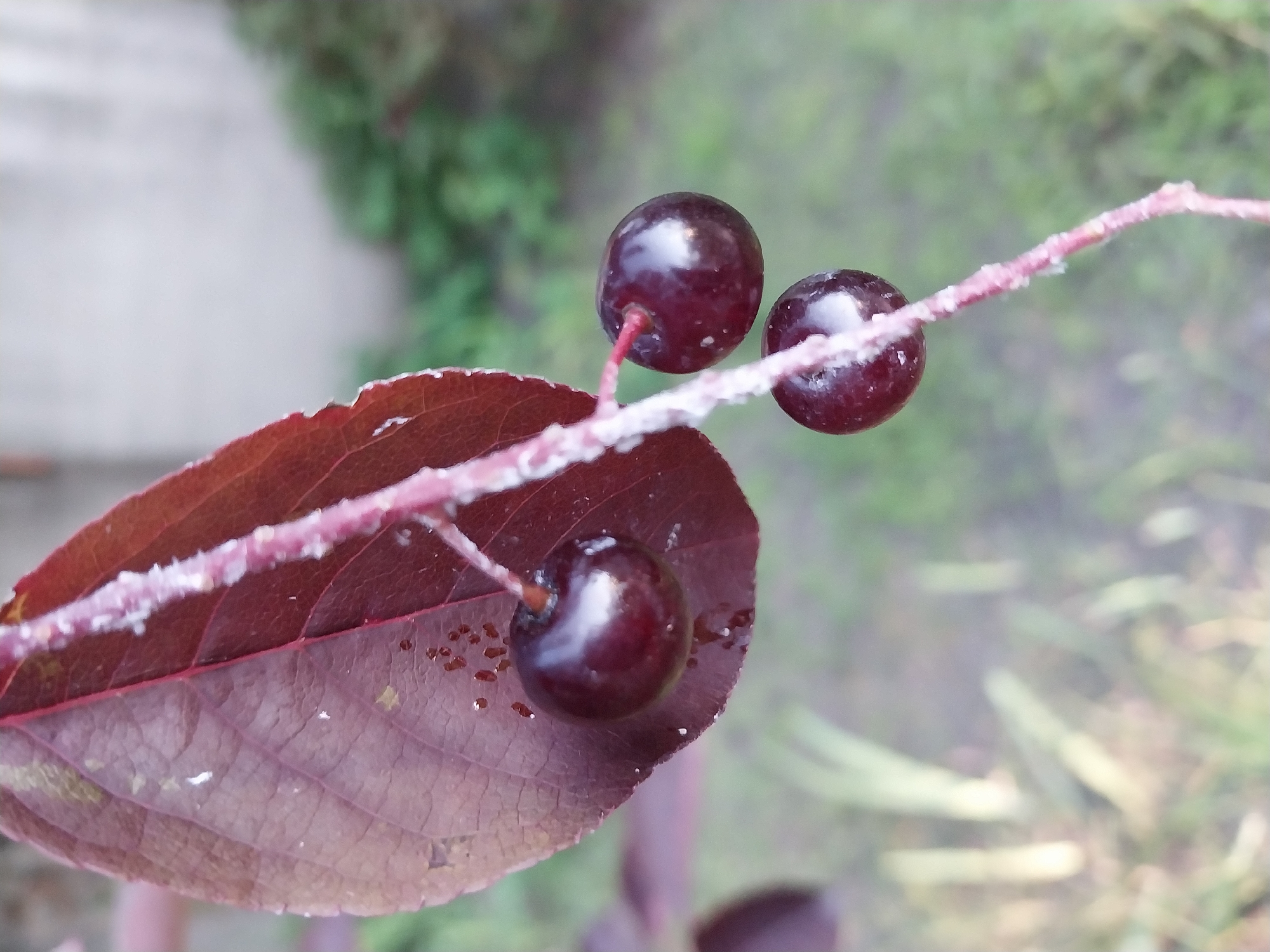 This is a close-up, vertical, outdoor, natural photograph taken in Orlivshchyna, Ukraine. The subject is a branch with three dark red berries and a single, large, dark red leaf. The leaf is positioned on the left side of the frame, partially obscuring the top berry. The branch is thin and pinkish-red, with a textured surface covered in small white speckles. The berries are round, glossy, and appear wet. The background is blurred, showing green foliage and a light-colored, out-of-focus structure. The lighting suggests it is daytime, with soft light illuminating the scene.
