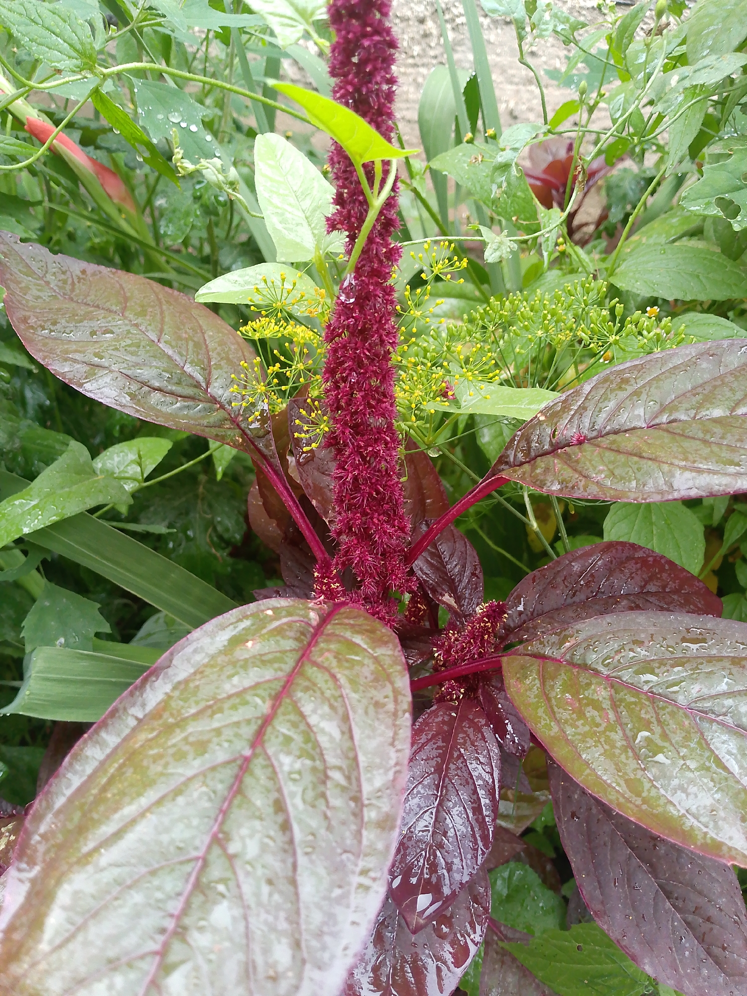 In the city of Тосор, Kyrgyzstan, a close-up shot focuses on a flowering plant with a tall, deep red, fuzzy bloom. The plant's large, ovate leaves are a mix of deep red and olive green, with prominent red veins. The leaves and the bloom are speckled with small water droplets, suggesting recent rain or dew. The background is a dense arrangement of green foliage and small yellow flowers, creating a lush, natural environment. The lighting is soft, highlighting the texture of the plant and water droplets.