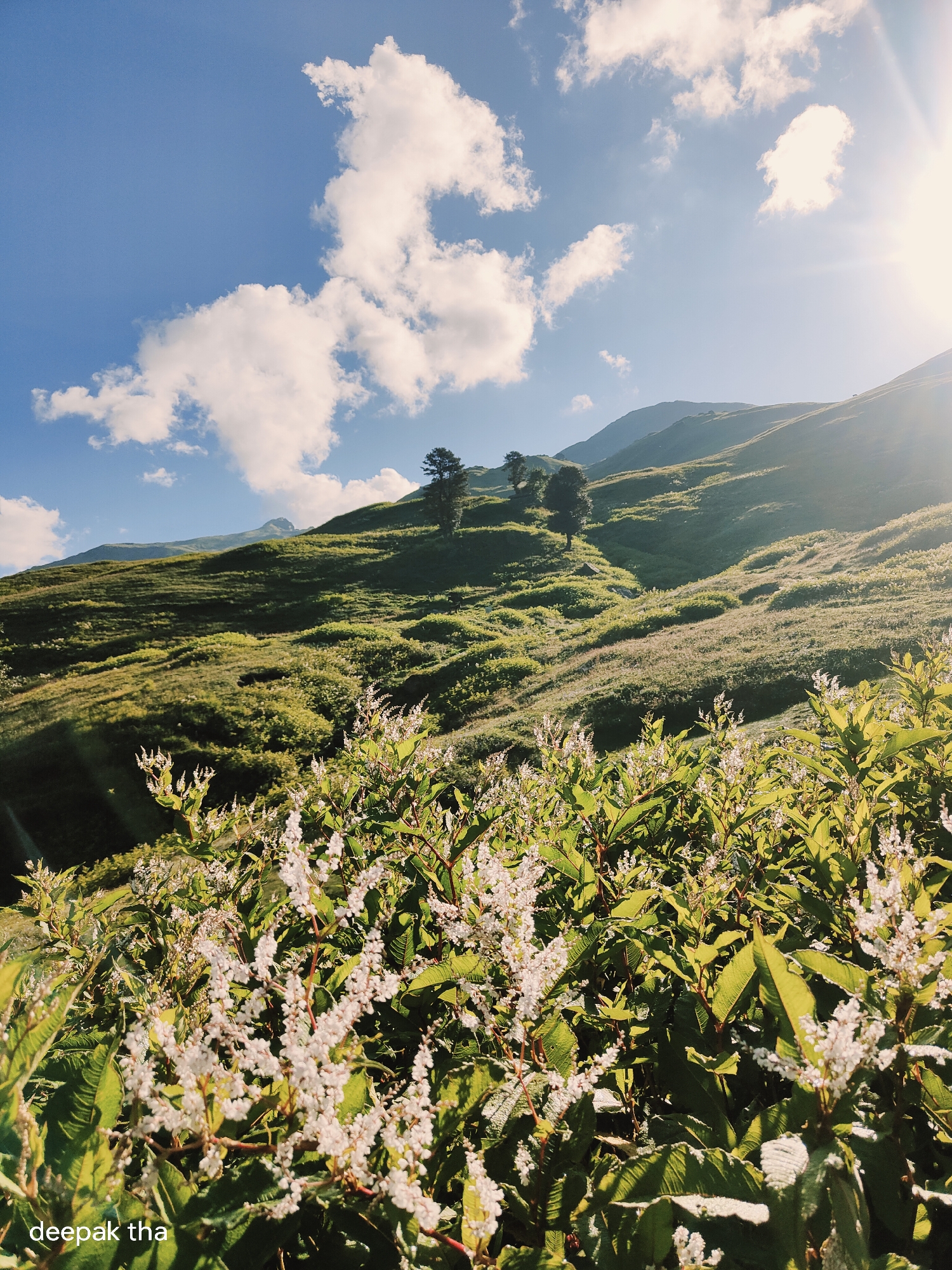 This is a high-angle shot of a lush green mountainous landscape. The foreground is dominated by clusters of small white flowers and green foliage. In the midground and background, rolling hills covered in grass and scattered trees stretch towards the horizon. The sky above is a clear blue with a few fluffy white clouds and the sun creating a lens flare on the right side of the frame. The image appears to be taken in Manali, India, a popular hill station known for its scenic beauty. The overall impression is one of natural serenity and beauty.