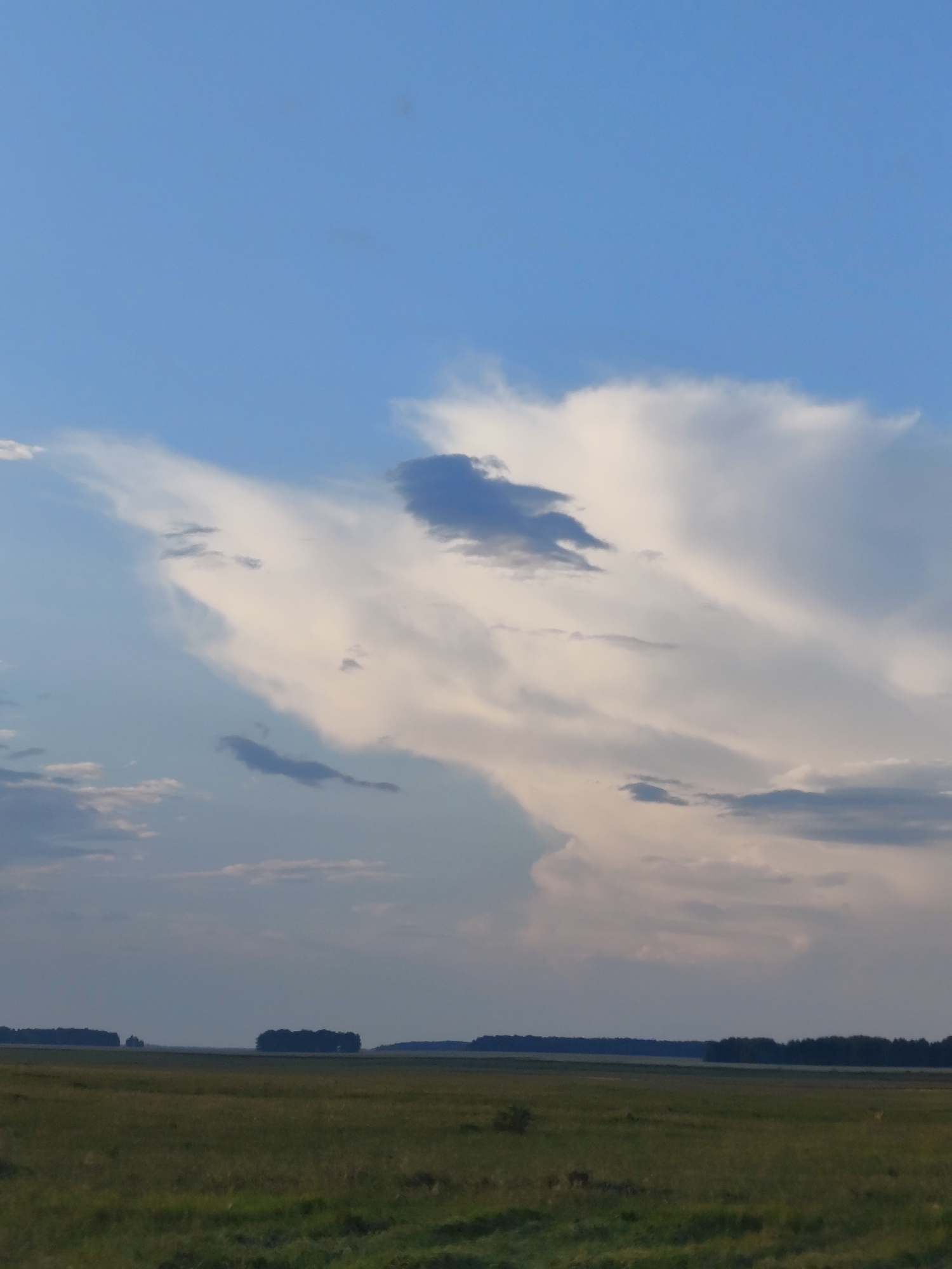 A wide, horizontal shot captures a vast, grassy plain under a dramatic sky filled with luminous white and grey clouds. The horizon is lined with a dark, dense forest. The foreground is a field of green grass, appearing somewhat uneven and patchy, with some areas appearing darker than others. The sky dominates the upper portion of the image, showcasing a dynamic display of clouds. On the left, the clouds are lighter, feathery, and wispy, with hints of pale yellow and pink, suggesting the soft light of either dawn or dusk. Towards the center and right, the clouds become more voluminous and textured, with darker grey masses interspersed with bright white formations. A few smaller, isolated dark clouds are scattered throughout the sky. The horizon is a sharp line separating the field from the sky, with a continuous band of dark trees forming a distant border. The overall impression is of a tranquil, open landscape bathed in soft, atmospheric light. The scene is devoid of any human presence or man-made structures, contributing to a sense of natural wilderness.