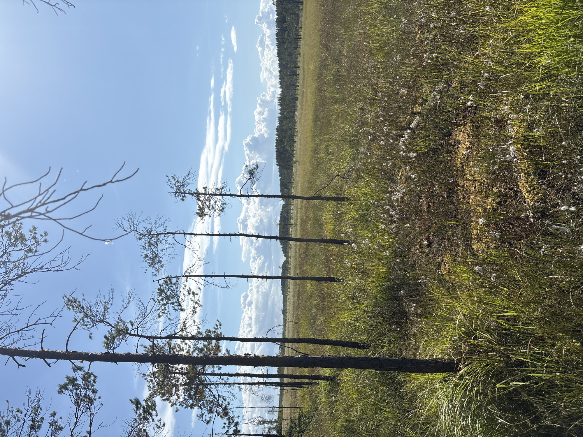 The image depicts a boggy landscape with tall, slender trees, likely pines, interspersed with dense, green grass and patches of white, cotton-like flora. The ground appears wet and uneven, with some areas showing exposed peat. In the background, a line of darker green trees forms a forest edge against a bright blue sky with scattered white clouds. The sun is shining, casting shadows and highlighting the textures of the vegetation. The scene is devoid of any human presence or visible structures, suggesting a natural, undisturbed environment. This type of landscape is characteristic of boggy regions, such as those found in the vicinity of Beloostrov, Russia, known for its marshy terrain and coniferous forests.