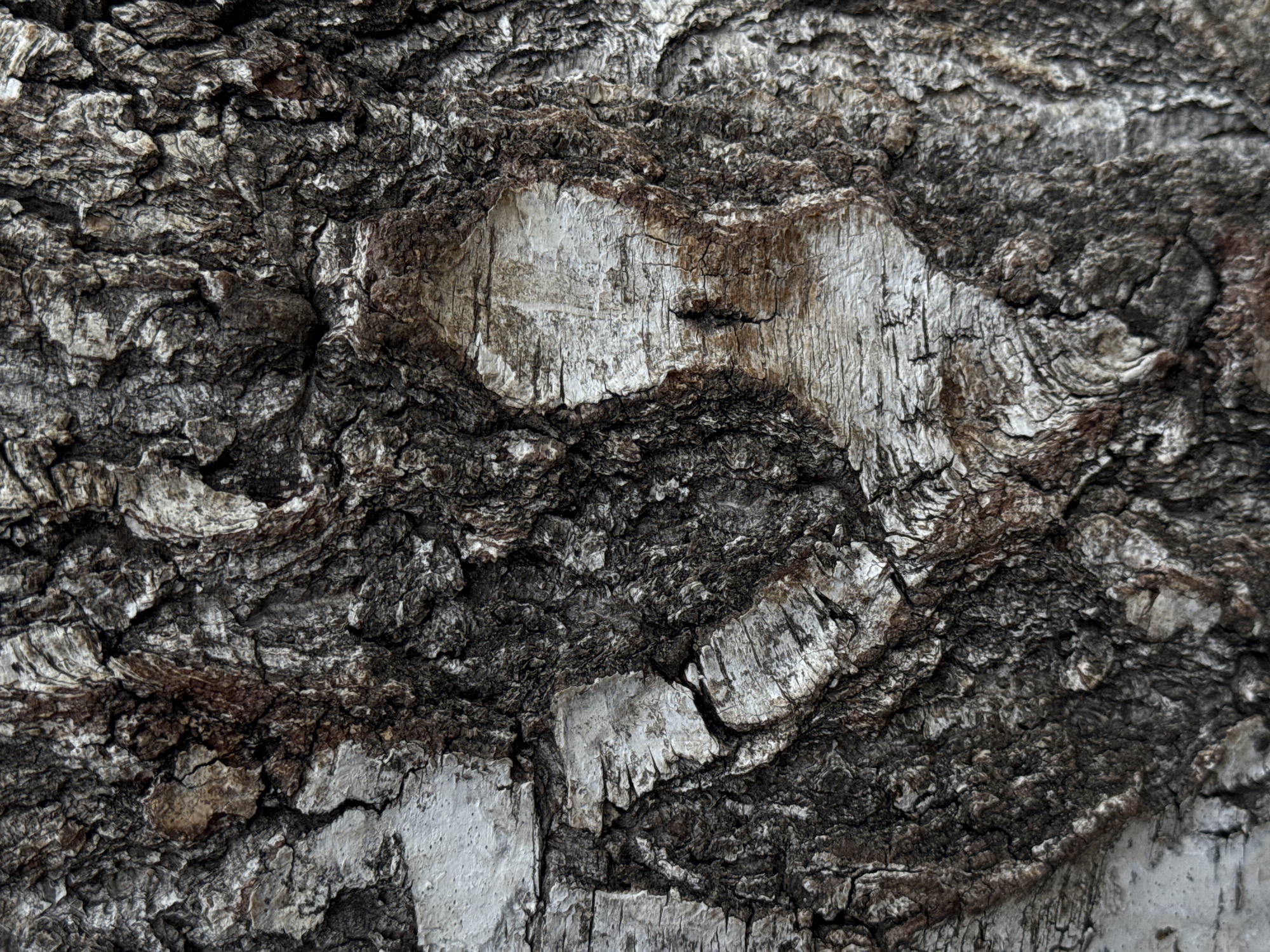 Close-up of tree bark with white and gray tones. The bark is deeply textured and cracked. The image was taken in Заимка (снт), Russia.