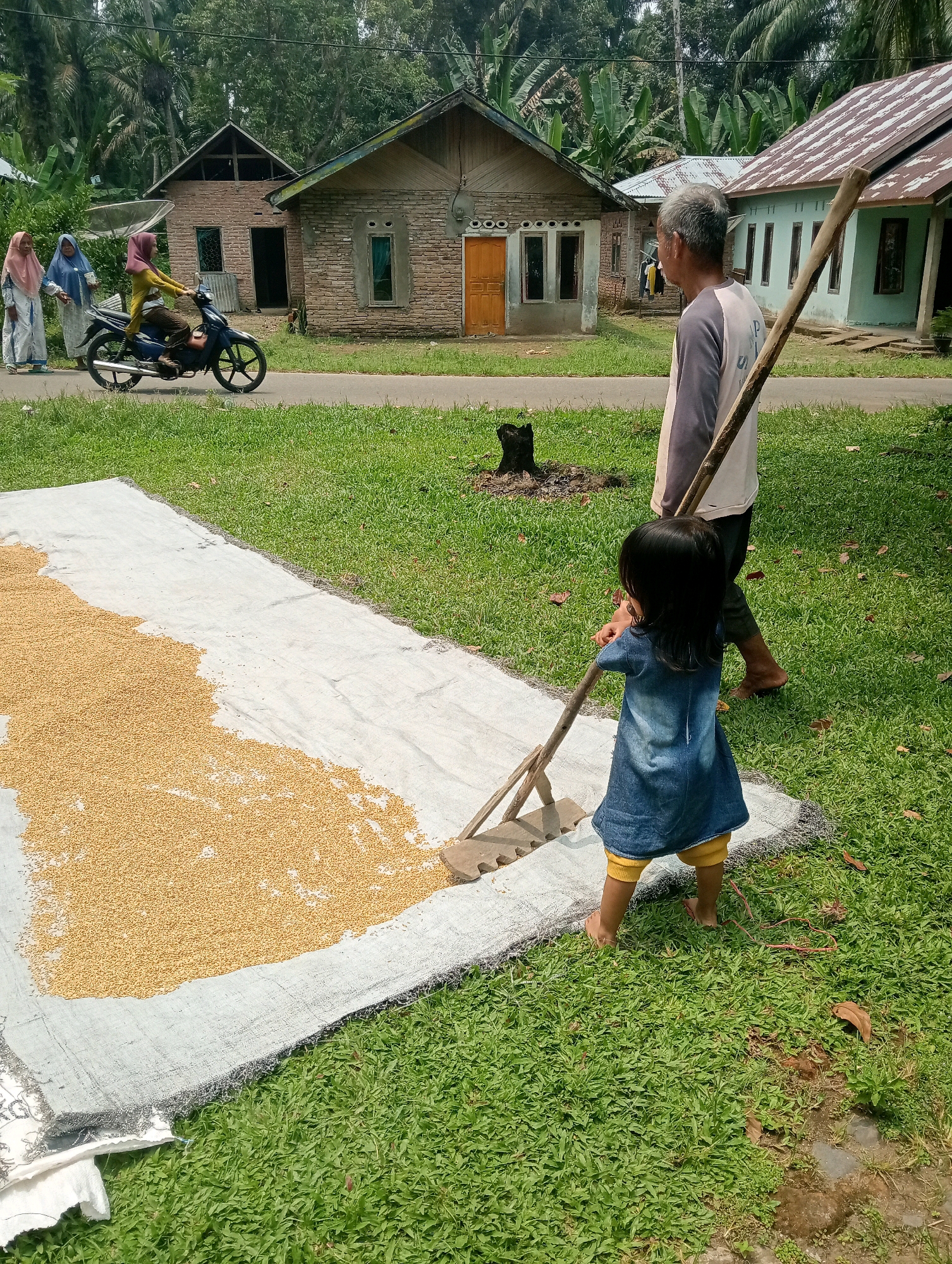 In Campago Barat, Indonesia, an outdoor scene unfolds with several individuals engaged in daily activities. In the background, traditional houses with wooden and brick construction are visible, surrounded by lush green grass and tall palm trees. A paved road runs in front of the houses.
In the foreground, a large white tarp is spread on the grass, covered with a significant amount of harvested grain, likely rice, which appears to be drying in the sun. A young child, wearing a denim dress and yellow leggings, stands on the tarp and uses a wooden rake with tines to spread the grain. To the right of the child, an older man, with grey hair and wearing a grey and white long-sleeved shirt, holds a similar wooden rake. He is facing away from the camera, looking towards the grain.
Further in the background, on the road, a woman is riding a blue motorcycle, wearing a light pink headscarf and a yellow top. Two other women, also wearing headscarves and traditional clothing, are walking on the road, one in a light pink headscarf and the other in a blue headscarf. The overall atmosphere suggests a rural setting where agricultural activities are being carried out.