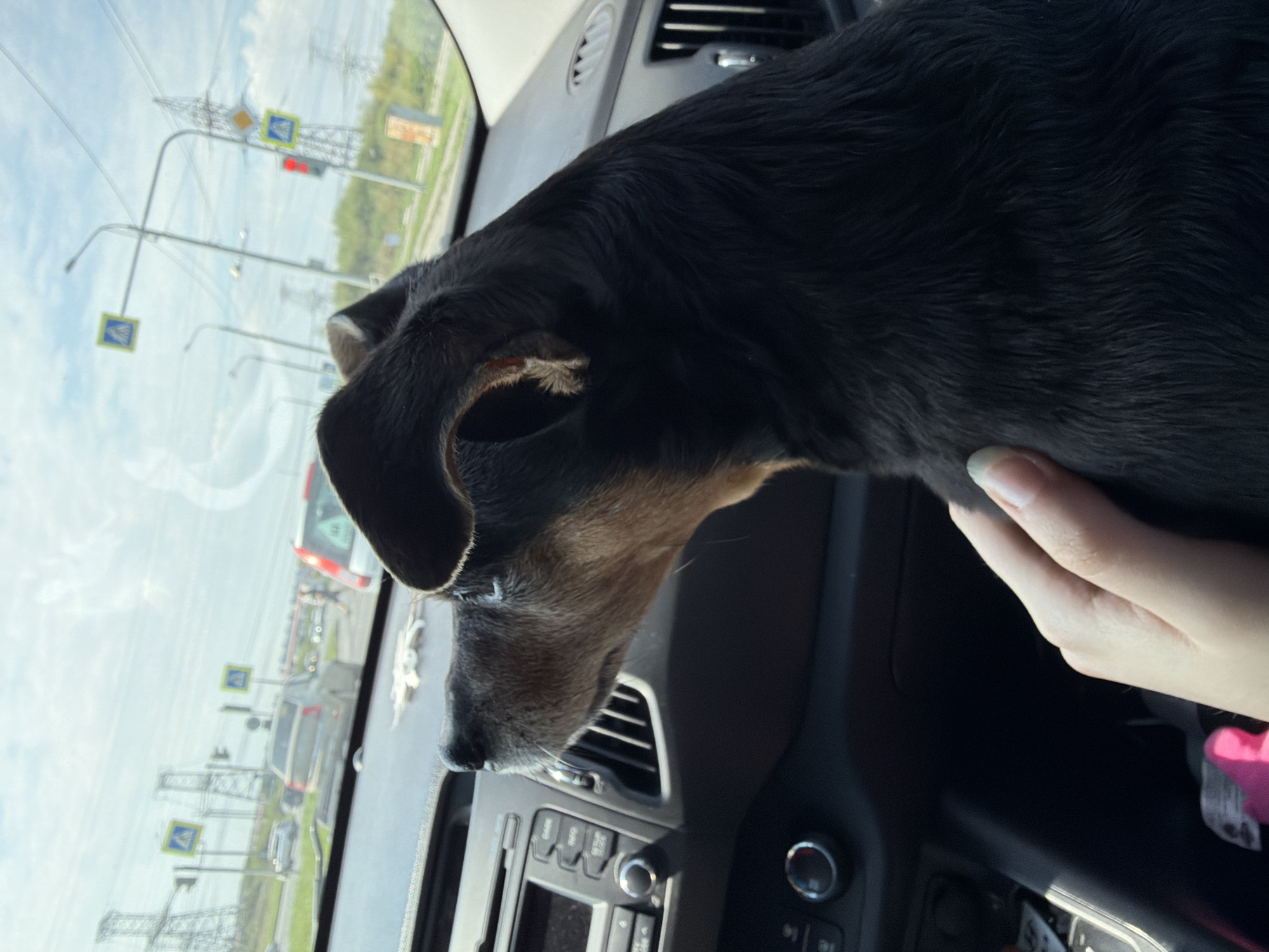 An indoor, medium shot captures a black and tan dog, possibly a mixed breed, in the passenger seat of a car, looking out the windshield. The dog’s head and upper body are in focus, with its nose pointed towards the front. A human hand with light skin and short, light-colored nails is resting on the dog's back. The car’s interior is visible, including the dashboard, stereo system, and air vents. The windshield shows a view of a city street with traffic, including cars and street signs, suggesting an urban environment. The sky is cloudy with a hint of blue. Based on the presence of specific power line towers and a general style of street infrastructure, this scene is likely located in Chelyabinsk, Russia. The time of day appears to be daytime, possibly late morning or afternoon, given the lighting conditions.