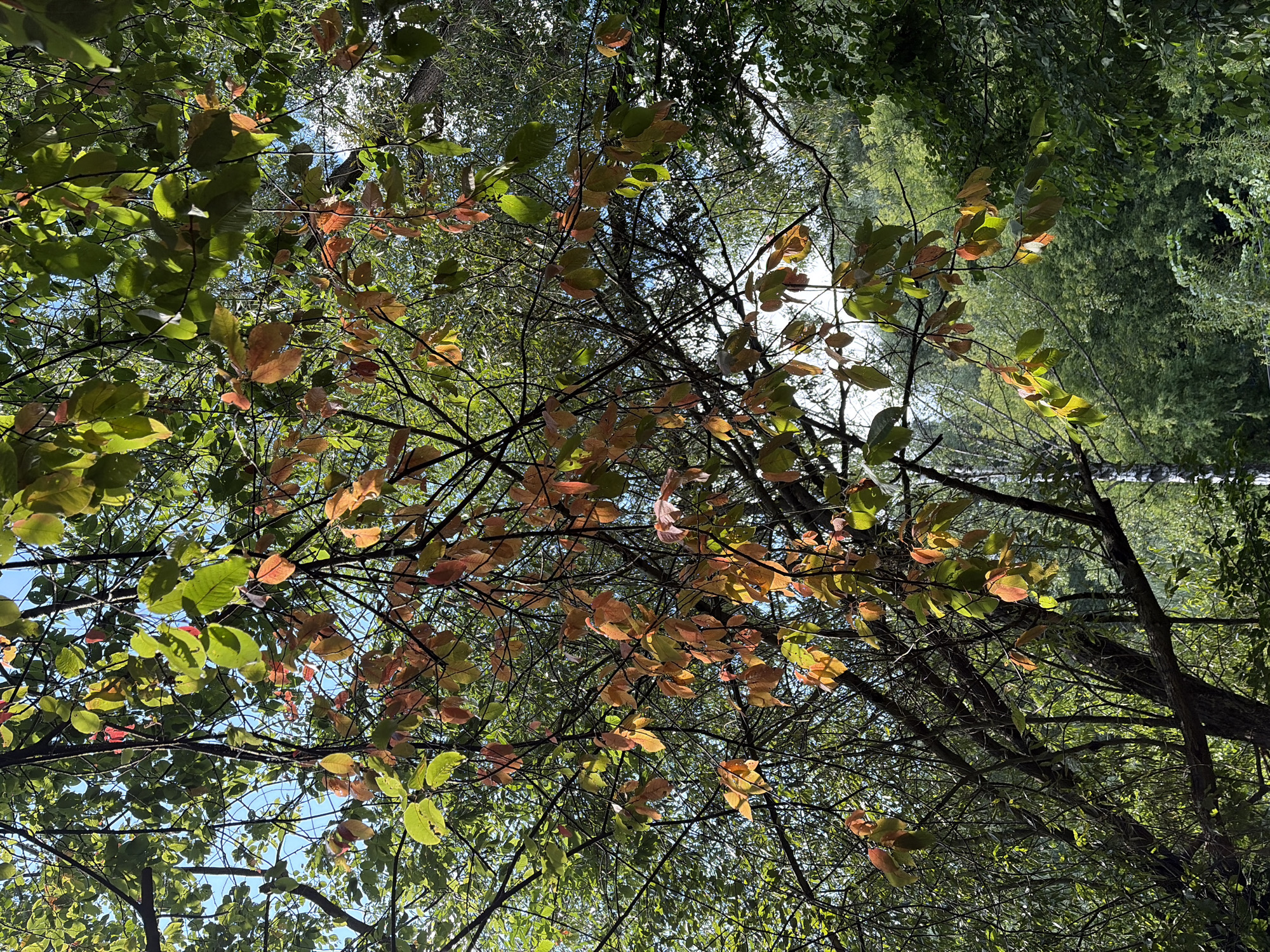 The image is an outdoor, eye-level shot, looking up through the canopy of a deciduous tree. Sunlight filters through the leaves, illuminating some branches and leaves with a warm glow, while other areas are in shadow. The leaves on the tree exhibit a mix of colors, with some still green, others transitioning to yellow and reddish-orange, suggesting the onset of autumn. The branches are bare and dark, creating a stark contrast against the sky. In the background, more dense foliage from other trees is visible, creating a layered effect. The sky, visible in patches through the leaves, is a bright blue with some light cloud cover. The overall impression is one of natural foliage in a park or wooded area, likely within a city setting such as Khimki, Russia, given the mention of its location. There are no people or visible man-made structures within the frame. The scene is still and peaceful, focusing on the interplay of light, shadow, and the changing colors of the leaves.