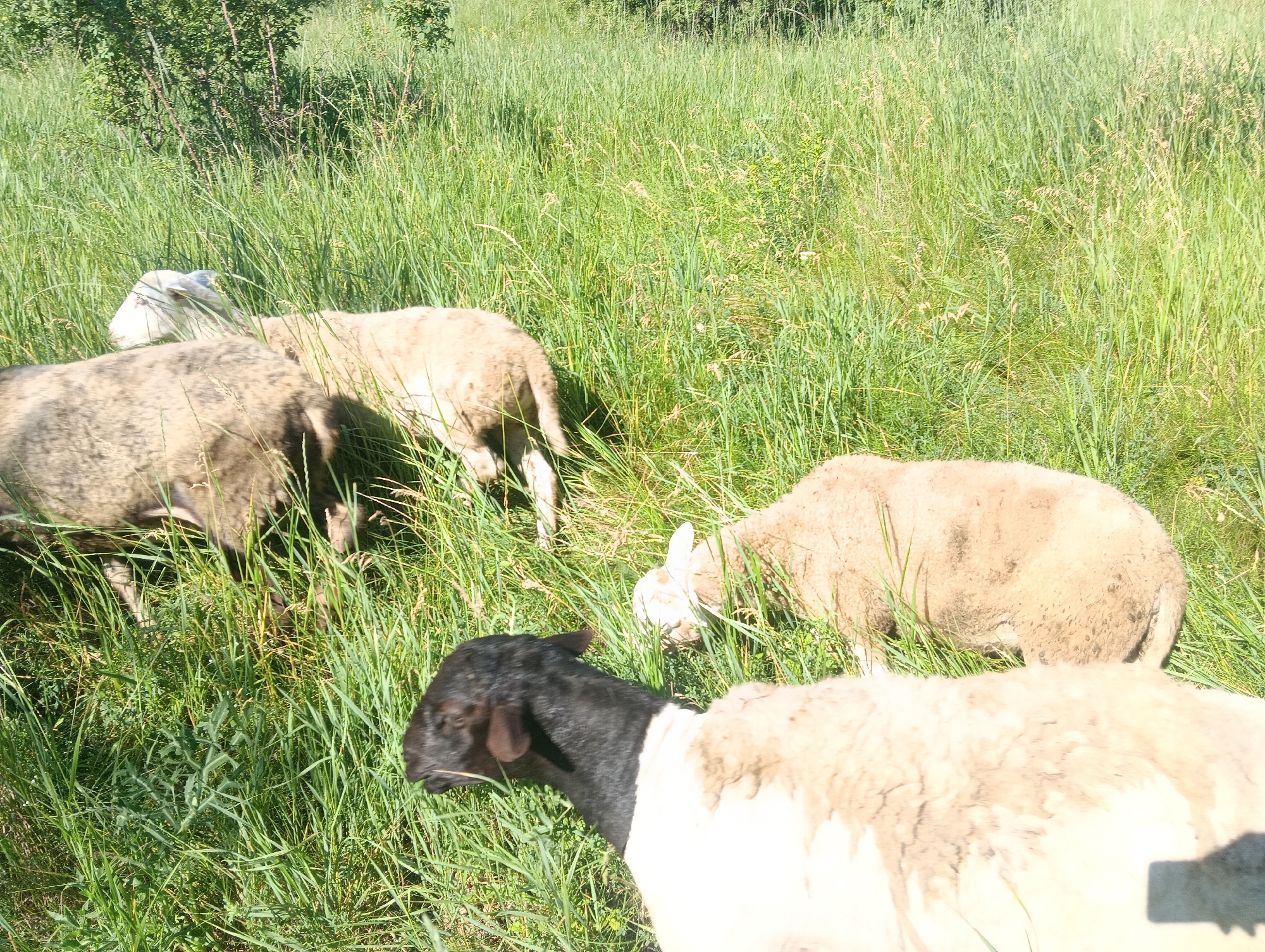 A flock of sheep grazes in a lush, green pasture. The sheep are of various colors, including white, tan, and black, with one sheep in the foreground having a black head and body with a white patch on its back. They are surrounded by tall grass and some scattered bushes in the background, suggesting a rural or natural environment. The lighting indicates it is daytime, with sunlight casting shadows on the grass.