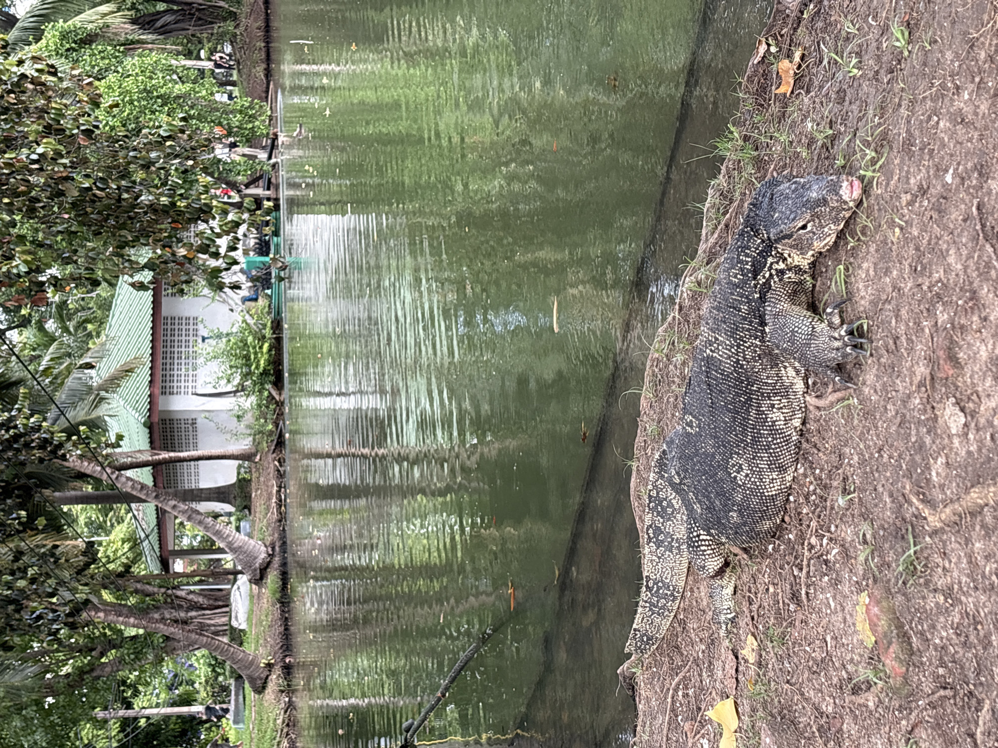 The image shows a large monitor lizard on the bank of a body of water, likely a canal or pond. The lizard is dark gray with yellowish-white spots and is partially submerged in the muddy bank. The body of water is green-tinted, reflecting the surrounding vegetation. In the background, a white building with a green roof is visible amidst trees and foliage. The location is highly probable to be Lumphini Park in Bangkok, Thailand, given the presence of monitor lizards and the general characteristics of the park's landscape. There are no people visible in the image, and the scene is peaceful and natural.