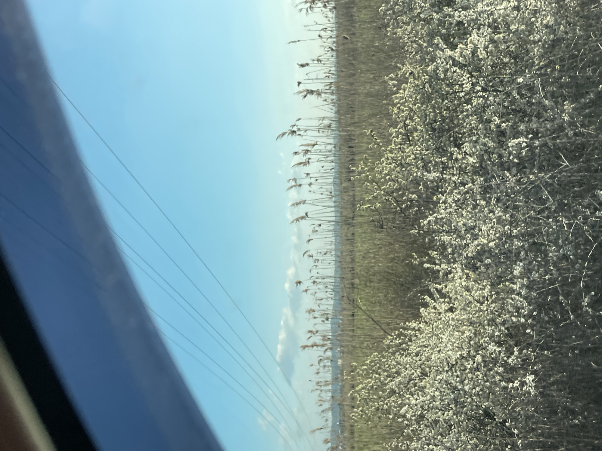 The image appears to be a view from a vehicle, possibly a train, traveling through a rural or semi-rural area near Burgas, Bulgaria. The left side of the frame shows part of the vehicle's window and some electrical wires. The middle ground reveals a field of tall reeds or grasses swaying in the wind. To the right, there is a dense patch of trees or bushes, perhaps blooming, that could be part of a forest edge or overgrown area. The sky is light blue with some scattered clouds. There is no evidence of people, other than the possibility of a traveler inside the vehicle.