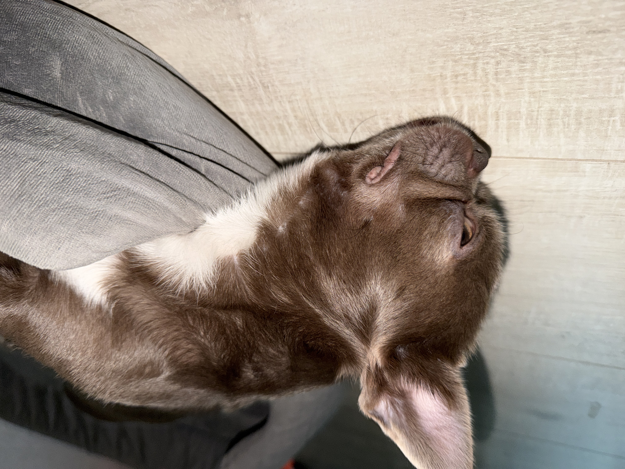The scene, set in the city of Votkinsk, Russia, captures a close-up overhead view of a sleeping, short-haired mammalian animal, likely a dog or puppy. The animal, predominantly chocolate brown, features a distinct band of white fur across its throat and upper chest. It is lying on its right side or back, with its head positioned towards the left of the frame, eyes closed. A prominent, small, pink, fleshy appendage or growth, approximately 3-5mm in length and slightly curved, is visible superior to the closed left eye. Whiskers are present on the muzzle. One triangular ear, displaying pale pink skin within the pinna and fine light brown fur on its exterior, is visible on the far left. The animal rests on a grey, textured textile material, exhibiting folds and creases, which occupies the upper right portion of the image. The lower right and bottom sections reveal a light-colored wooden floor with visible grain and plank seams. Illumination originates from an unseen source, creating soft shadows that define the animal's contours and the fabric's texture.
