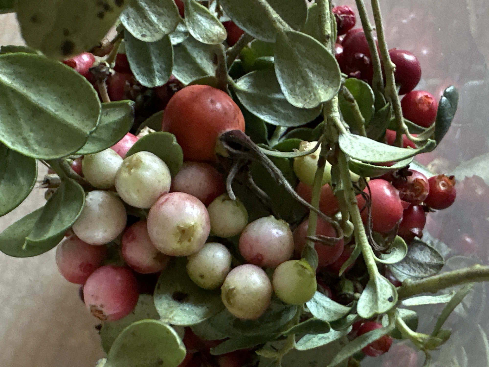 The image is a close-up, top-down view of a collection of lingonberries (Vaccinium vitis-idaea) on their stems, interspersed with their green leaves. The berries display a range of colors, from pale green and white to pink and deep red, indicating different stages of ripeness. Some berries appear slightly bruised or have minor imperfections. The leaves are ovate with slightly serrated edges, and some exhibit small dark spots, possibly from disease or natural blemishes. The background is a blurred, neutral tone, likely an indoor surface. There are no people or signs of human activity. The scene depicts a natural assortment of berries and foliage. There is no information in the image to indicate its location in the city of Biysk, Russia.