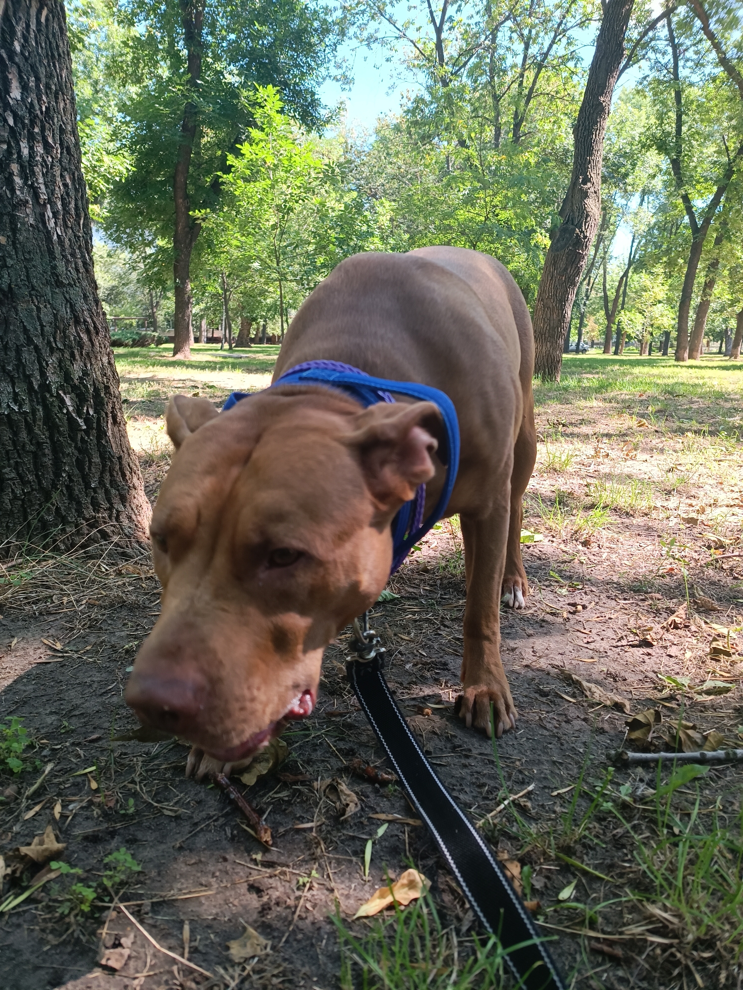 In an outdoor park setting, a brown pit bull dog, wearing a blue harness and leash, is captured in a low-angle shot. The dog is in focus and appears to be sniffing or interacting with the ground, with its mouth slightly open. The background consists of trees with green foliage and grass, suggesting a warm season, with a bright, sunny sky overhead. The ground is a mixture of dirt, dry leaves, and sparse green grass. The scene is devoid of any human presence, cars, or buildings, indicating a natural or semi-natural park environment.