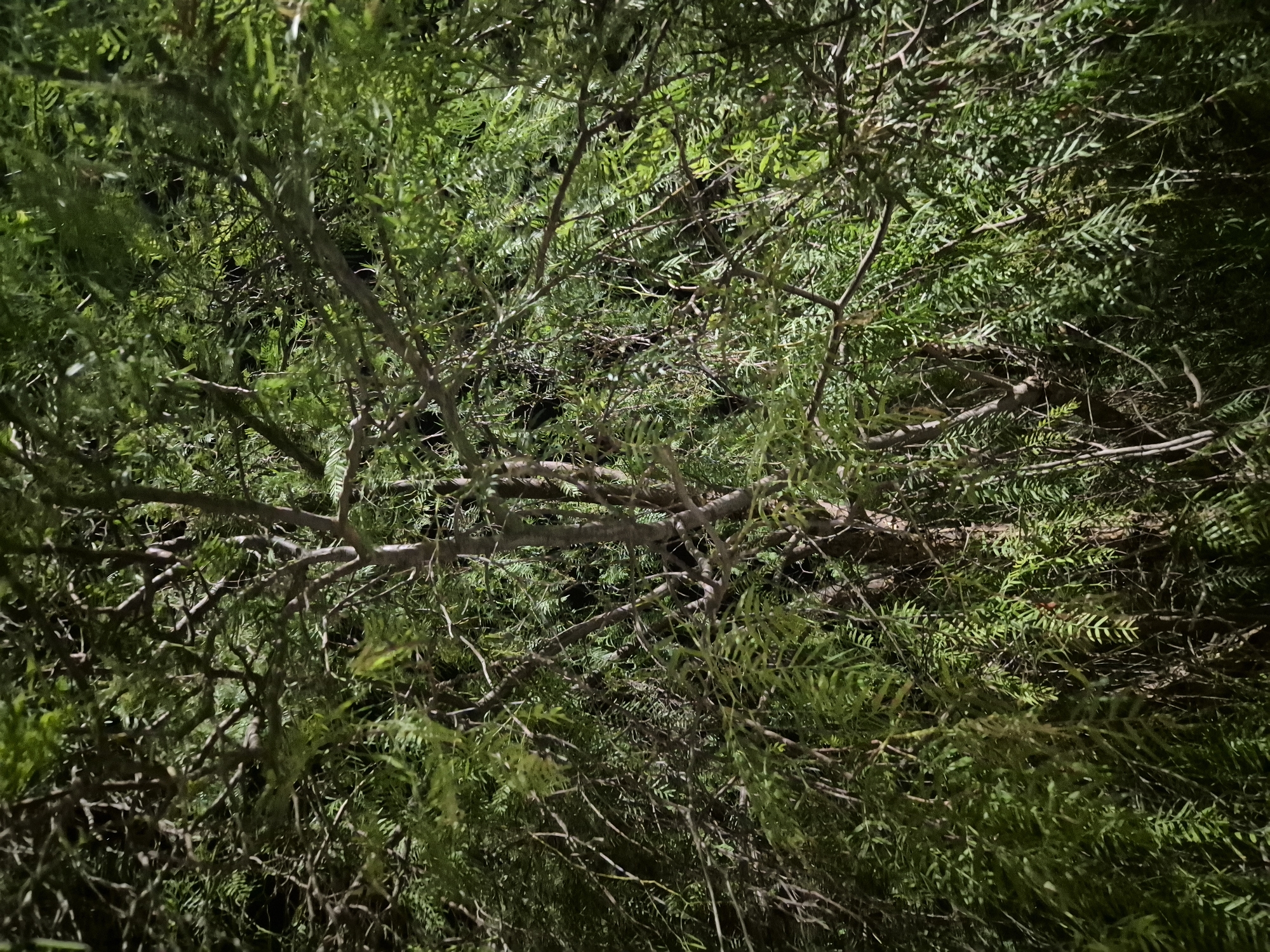 The image displays a close-up view of a dense tree canopy with numerous branches and lush green foliage. The lighting suggests it may be nighttime or a dimly lit area, as parts of the background are dark and indistinct. The branches are various thicknesses, some thin and twig-like, while others are sturdier and form the main structure of the tree. The leaves are small and feathery, giving the tree a somewhat wispy appearance. The overall impression is of a verdant and tangled natural setting. There are no people, specific objects, or discernible actions depicted in the image, nor is there any indication of its location within the city of Taranto, Italy.