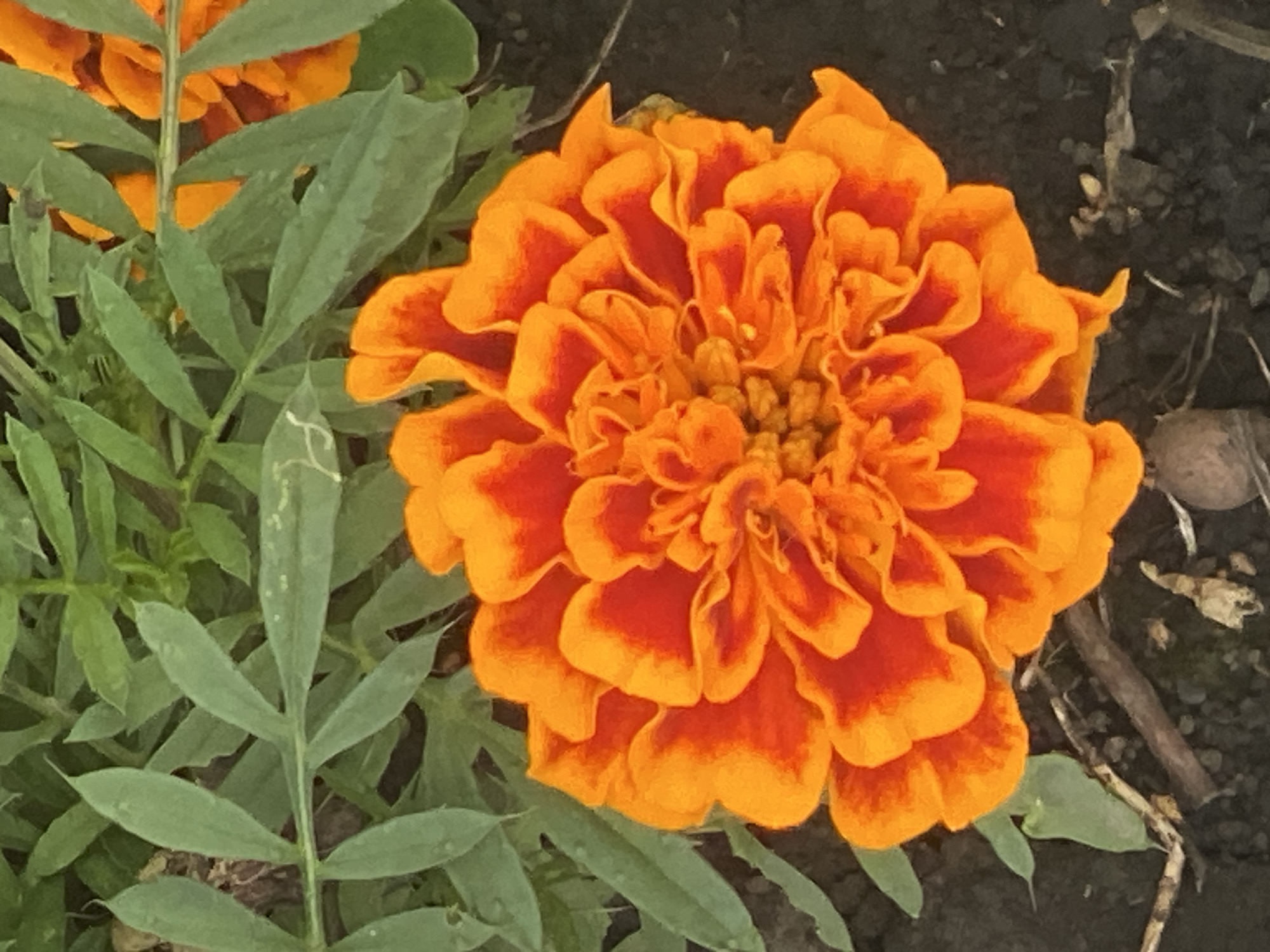 A close-up, overhead shot captures a vibrant orange and red marigold flower, its petals tightly layered and ruffled, set against a backdrop of green foliage and dark soil. The flower's center is a cluster of smaller, tightly packed petals, transitioning to larger, broader petals on the outer edges. The foliage consists of thin, pointed green leaves, some slightly curled. The soil is a dark, earthy brown, with a few small twigs and debris scattered on its surface. There are no people or animals visible in the image. The lighting suggests an outdoor environment, possibly a garden. The image quality is clear, focusing on the intricate details of the flower. The location is stated to be Novokuznetsk, Russia, though no visual cues within the image confirm this specific geographical placement.
