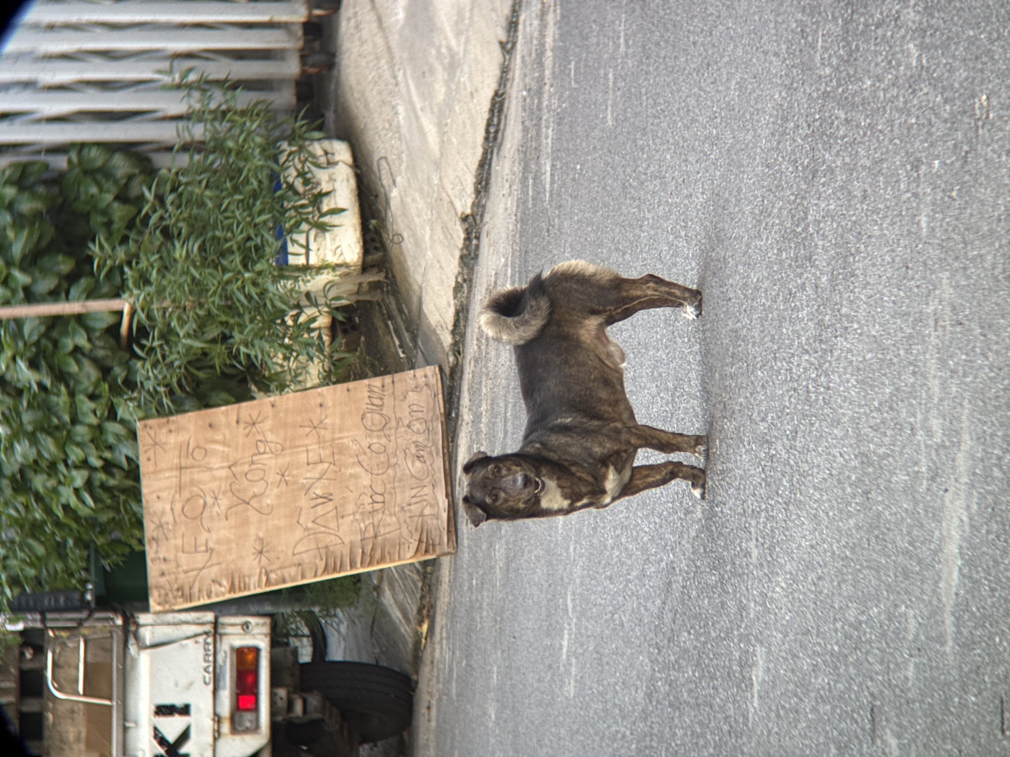 A brown and black brindle dog stands on a paved road in Nha Trang, Vietnam. The dog is facing slightly to the left, with its mouth open and its tail curled upwards. Behind the dog, a white truck with the word "KI" and "CARRY" is parked. To the right of the truck, a wooden sign with handwritten Vietnamese text is propped up. The sign appears to be advertising or a notice. In the background, there are green bushes and a white fence. The scene suggests a street in a residential or commercial area of the city.