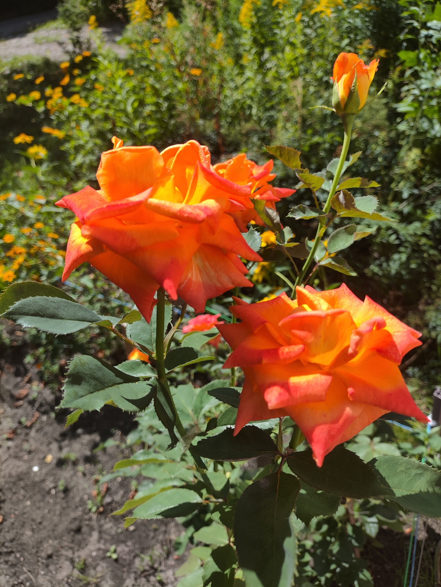 Two vibrant orange and yellow roses bloom in a garden setting, with one rose in full bloom in the foreground to the left, and another in the foreground to the right. A single rose bud, also orange, is visible further up and to the right of the frame. The roses have delicate, layered petals and are surrounded by dark green leaves. The background consists of lush greenery and smaller yellow flowers, suggesting a well-tended garden. The ground is dark soil with scattered brown leaves and small green sprouts. The lighting suggests it is daytime with direct sunlight illuminating the roses. The image appears to be taken in a residential garden or park area. There are no people or animals present in the image. This scene is consistent with numerous gardens found throughout the city of Kharkiv, Ukraine, particularly in residential areas or public parks.
