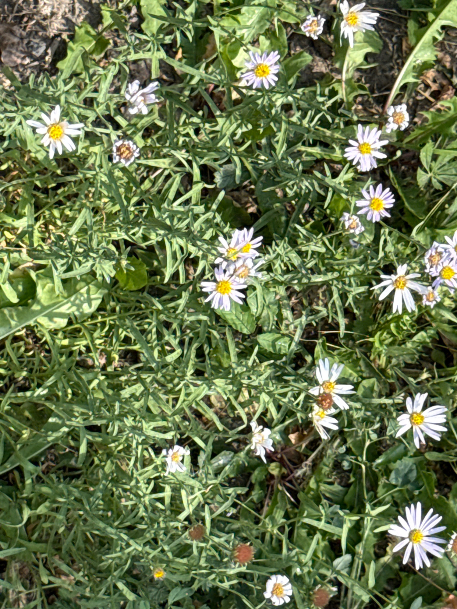 The image shows a close-up, top-down view of a patch of ground covered in green grass and small white and light purple daisy-like flowers with yellow centers. Some of the flowers are in full bloom, while others appear to be budding or wilting. There are also a few brown, seed-like objects scattered among the foliage. The ground beneath the plants appears to be soil with some dry leaves and debris. The lighting suggests it is daytime, with sunlight casting shadows on the ground. The overall scene is natural and appears to be an outdoor environment, possibly a park or a garden, within the city of Ekibastuz, Kazakhstan. There are no people or animals visible in the image.