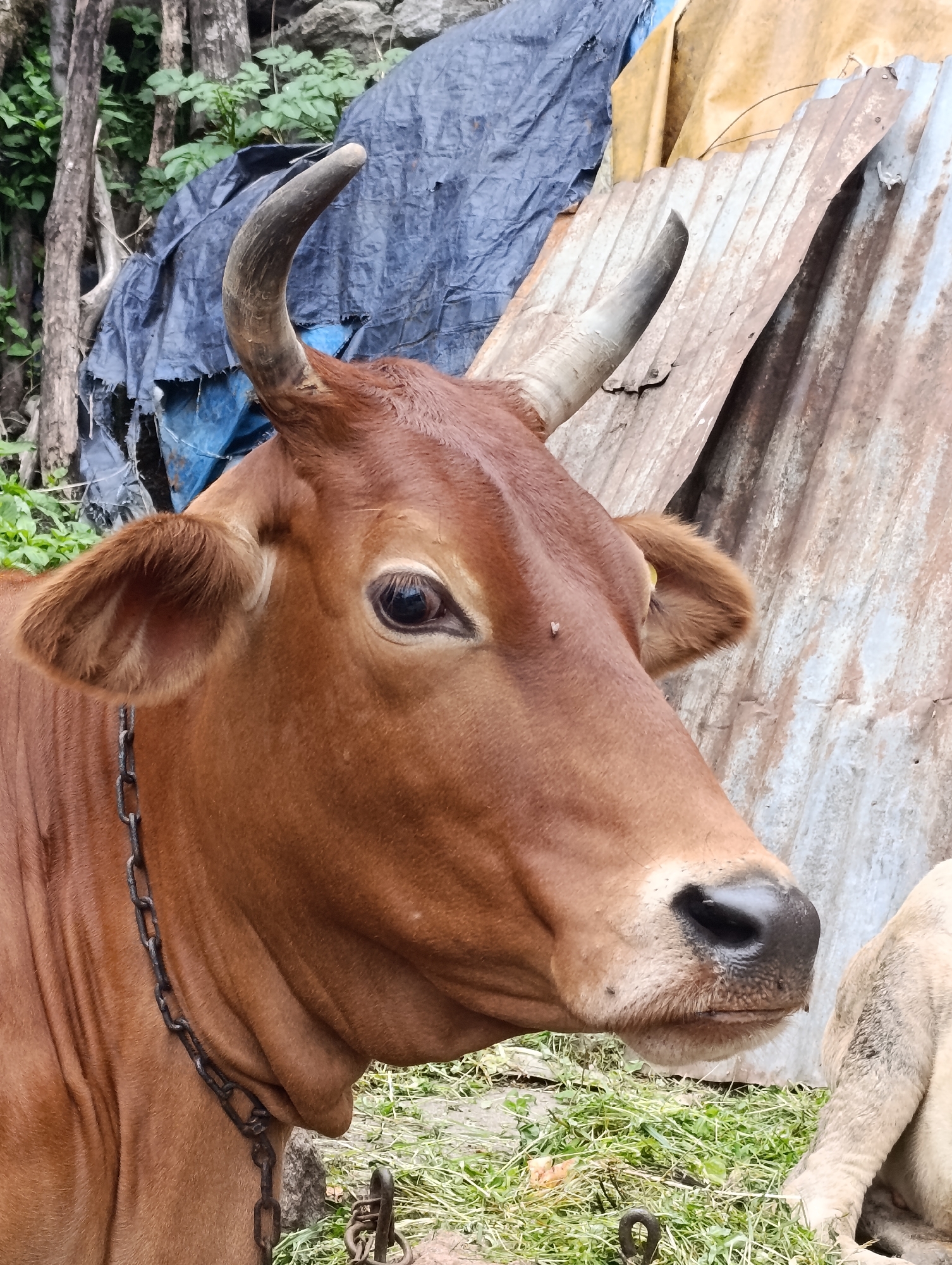 The image shows a close-up portrait of a brown cow in Vashisht, India. The cow is facing to the right, with its head and upper body filling most of the frame. It has prominent horns, one curving upwards and the other slightly downwards. A metal chain is visible around its neck. The background consists of a textured, weathered corrugated metal sheet, a blue tarp, and some green foliage, suggesting an outdoor, possibly rural or semi-rural setting. The lighting is natural, casting soft shadows and highlighting the cow's features, such as its large dark eye and moist nostrils. The overall impression is one of a candid, unposed moment.