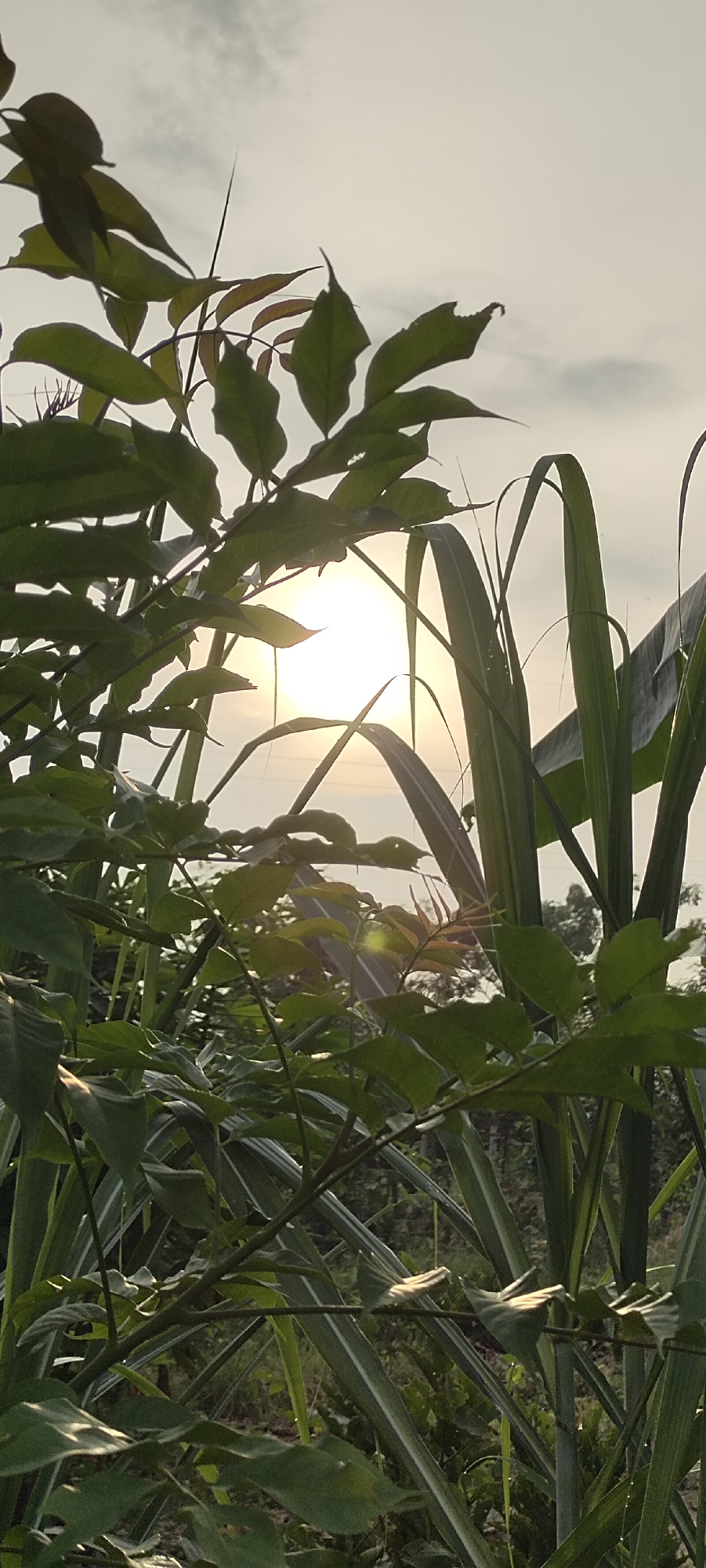 A vertical, low-angle shot captures the setting sun filtering through lush green foliage and tall stalks of sugarcane, creating a warm, hazy glow. The foreground is dominated by the leaves of what appears to be a type of tree, with some leaves showing slight damage. Behind the leaves, tall, striped stalks of sugarcane rise upwards. The sun, a bright, diffused orb, is positioned in the upper-middle of the frame, casting rays of light that illuminate the leaves and create lens flare. The background consists of a pale, overcast sky and hints of distant greenery. The scene suggests an outdoor rural or semi-rural environment. The image was likely taken in Lhokseumawe, Indonesia, a city known for its agricultural landscape and proximity to sugarcane plantations. There are no people or animals visible in the frame.