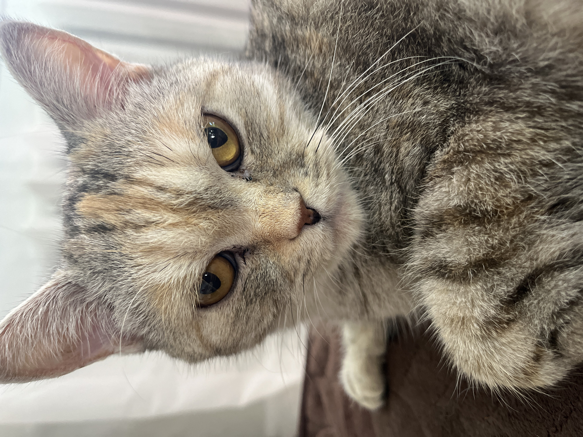 An extreme close-up, head-on shot shows a tabby cat with short fur. The cat has large, golden eyes, a pink nose, and white whiskers. Its ears are pointed and have fine hairs. The cat's fur is a mix of gray, brown, and cream. It appears to be lying down on a dark brown surface. The background is blurred and consists of a white curtain. The lighting is natural and soft. The image is sharp and focused on the cat's face.