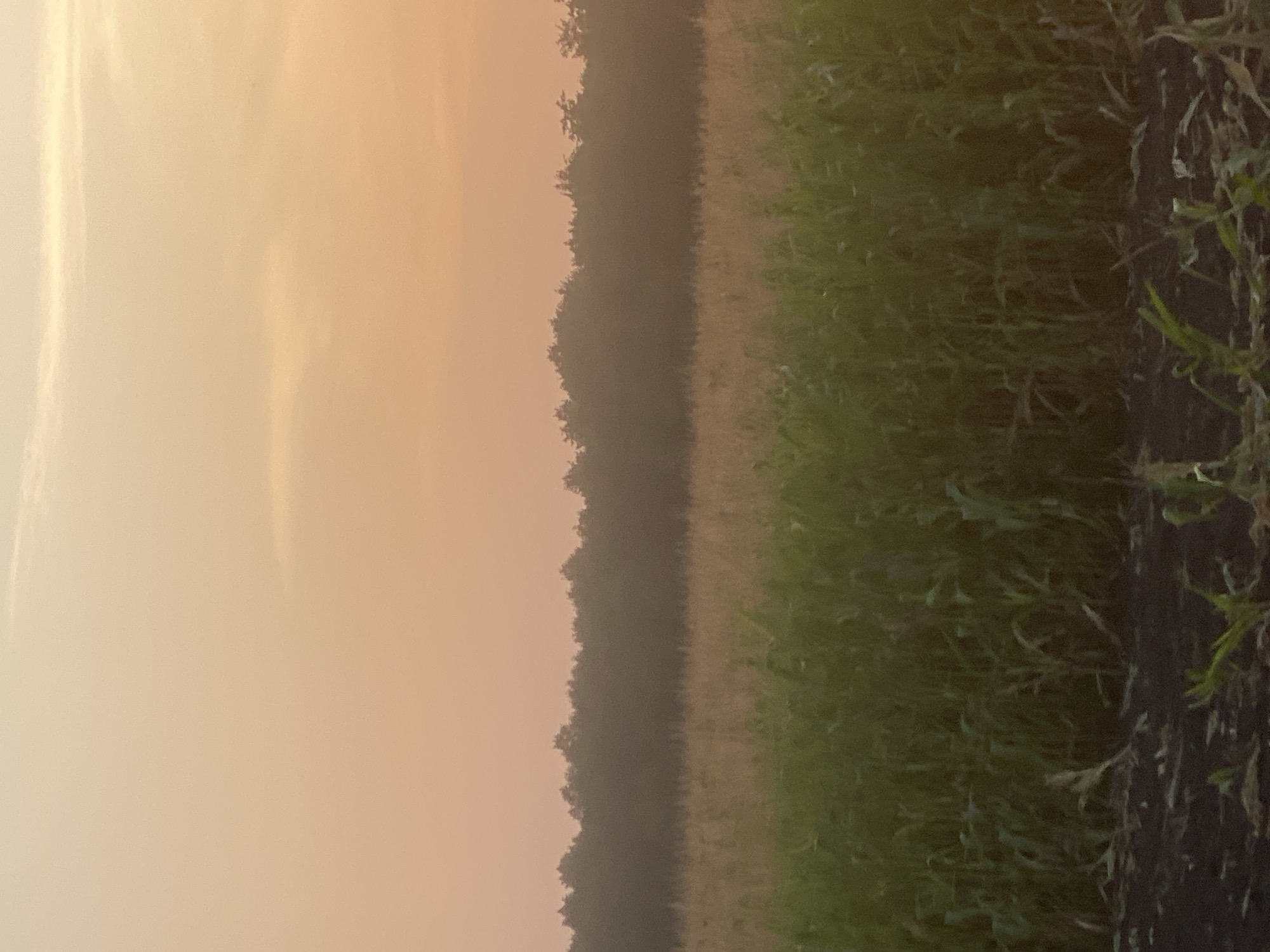 A wide shot shows a rural scene in Hoholeve, Ukraine. The sky is a soft gradient of peach and pale yellow, with a few wispy clouds. A dark line of trees forms the horizon, silhouetted against the sky. In front of the trees, a field of dry, golden grass stretches across the middle ground. The foreground is a dense field of tall, green corn stalks, with dark soil visible at the very bottom of the image. The lighting suggests either sunrise or sunset.