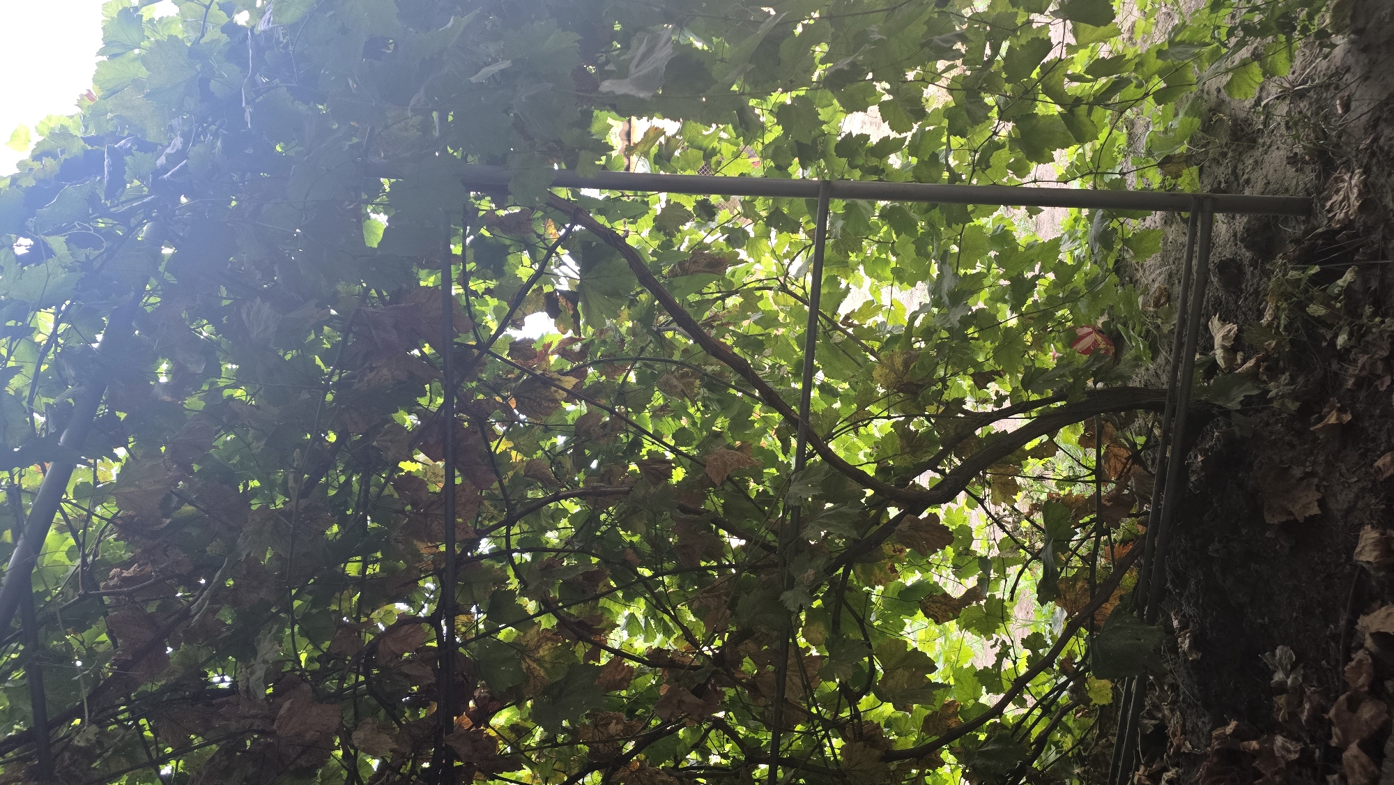 A low-angle shot captures a dense canopy of green and brown grape leaves interwoven with a metal trellis in Chuy, Kyrgyzstan. Sunlight filters through the leaves, creating a dappled effect and a lens flare in the upper right corner. Beneath the foliage, dark, dry leaves litter the ground, and a thin irrigation hose is visible. A single pink and white flower is nestled among the leaves, and a metal post, part of the trellis system, stands vertically on the right. The overall impression is of a sun-drenched, overgrown vineyard.