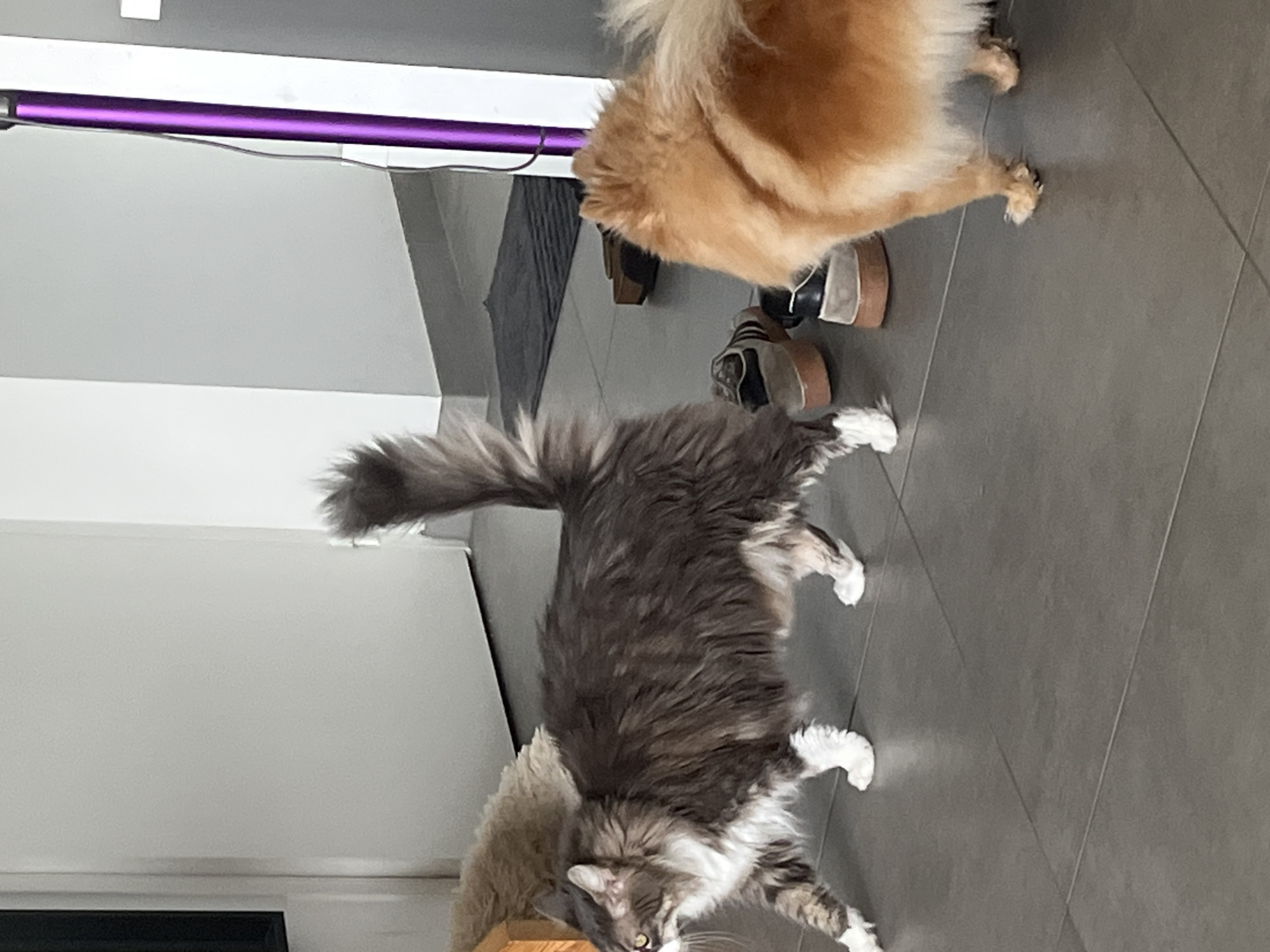 The image shows an indoor scene, rotated 90 degrees clockwise. In the lower half of the frame, a fluffy, long-haired cat with grey, white, and tabby markings walks across a dark grey tiled floor. The cat is seen from the side, moving upwards towards the top of the frame, with its head slightly turned upwards, revealing bright yellow eyes. It is positioned next to a light brown wooden object, possibly a piece of furniture or a cat scratcher. Its bushy tail is raised.
In the upper half of the frame, the hindquarters and fluffy tail of a tan or orange-colored dog are visible, also moving upwards on the tiled floor. Behind the dog, a few shoes are visible on the floor, including a pair with dark uppers and light brown/tan soles.
The room features light-colored, possibly white or light grey walls. A distinctive purple light fixture, resembling an LED strip, runs vertically along the left edge of the image, mounted on the wall or ceiling. A dark mat is partially visible on the floor near the shoes. The setting appears to be a modern home. No specific activity beyond the animals moving is depicted, and their expressions are neutral. There is no visible text. The provided location context for this media is Chambœuf, France.