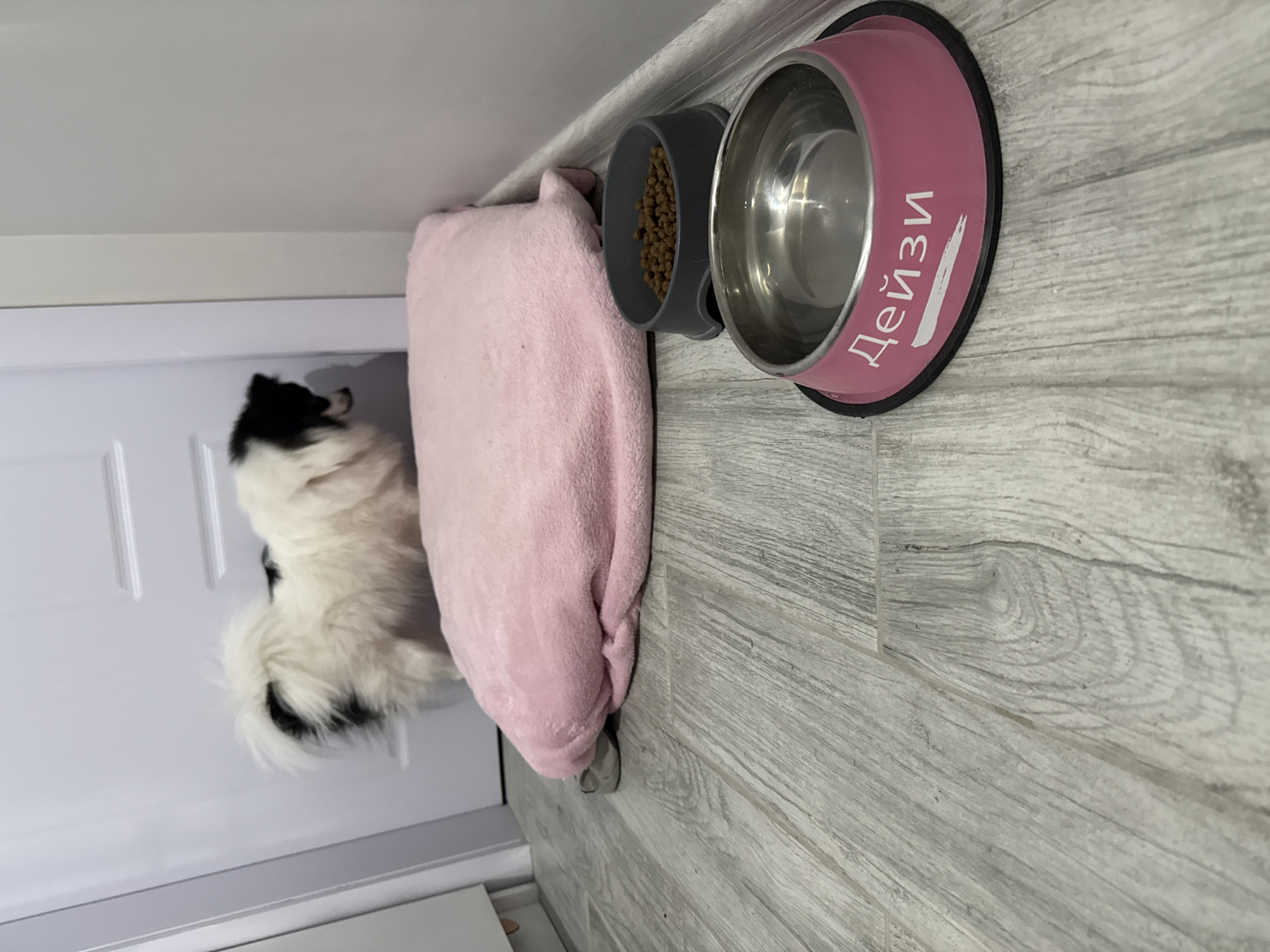 An indoor scene, rotated ninety degrees clockwise, captures a black and white fluffy dog near its feeding area on a light grey, wood-patterned floor. The dog is positioned on the left, looking towards a white door, with its back partially to the two pet bowls. On the right, a prominent pink pet bowl with a metallic interior and a black rubber base displays the Cyrillic text "Дейзи" (Daisy) in white letters. Adjacent to it is a grey bowl filled with dry kibble. A soft, pink blanket or mat lies between the dog and the bowls. The background includes a white wall and the aforementioned white door. The image depicts a pet's mealtime or waiting for food/water.
