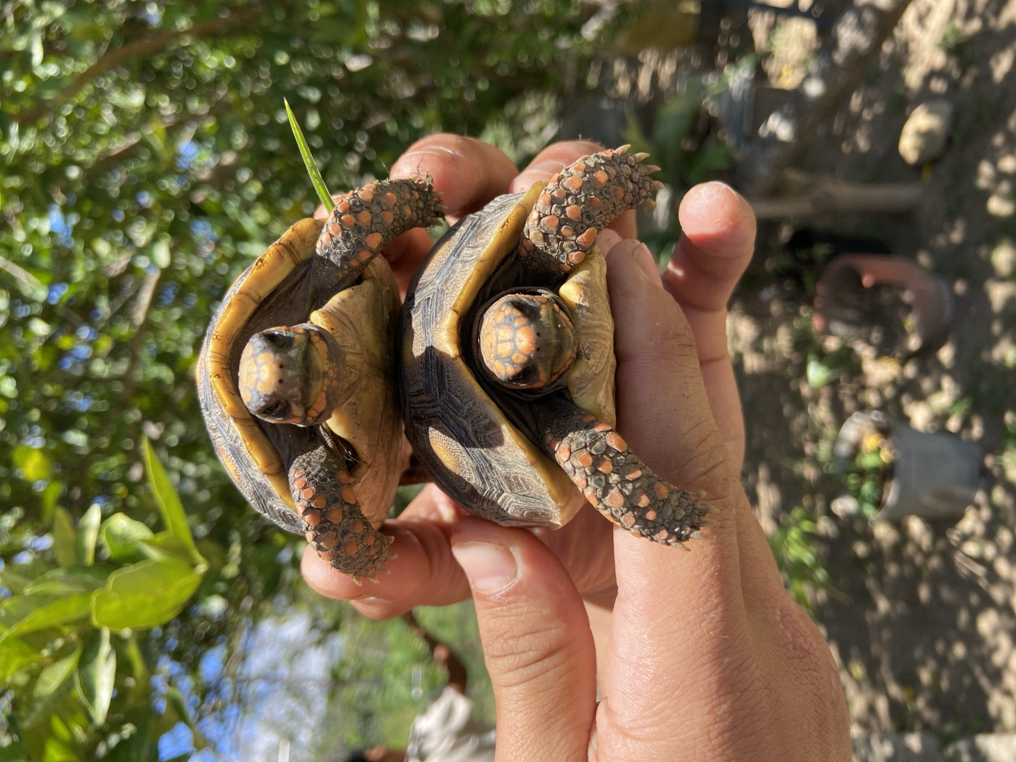 In the city of Los Velásquez, Venezuela, an outdoor scene captured in daylight features two small, live tortoises stacked vertically and held by human hands. The tortoises, identified by their yellowish-brown shells with distinct dark markings and prominent orange-red scutes on their heads and limbs, face forward with visible eyes. The upper tortoise is positioned directly on the shell of the lower one. A pair of human hands, displaying tanned skin, cradles the lower tortoise and supports the stacked animals. A thin green blade of grass is visible emerging from behind the upper tortoise's right foreleg. The background consists of blurred, dense green foliage from trees or shrubs under bright natural sunlight, which casts dappled shadows on the dry, exposed ground. An indistinct, blurred human figure wearing a light-colored shirt is partially visible in the upper left background, and several out-of-focus containers or pots are discernible on the ground.