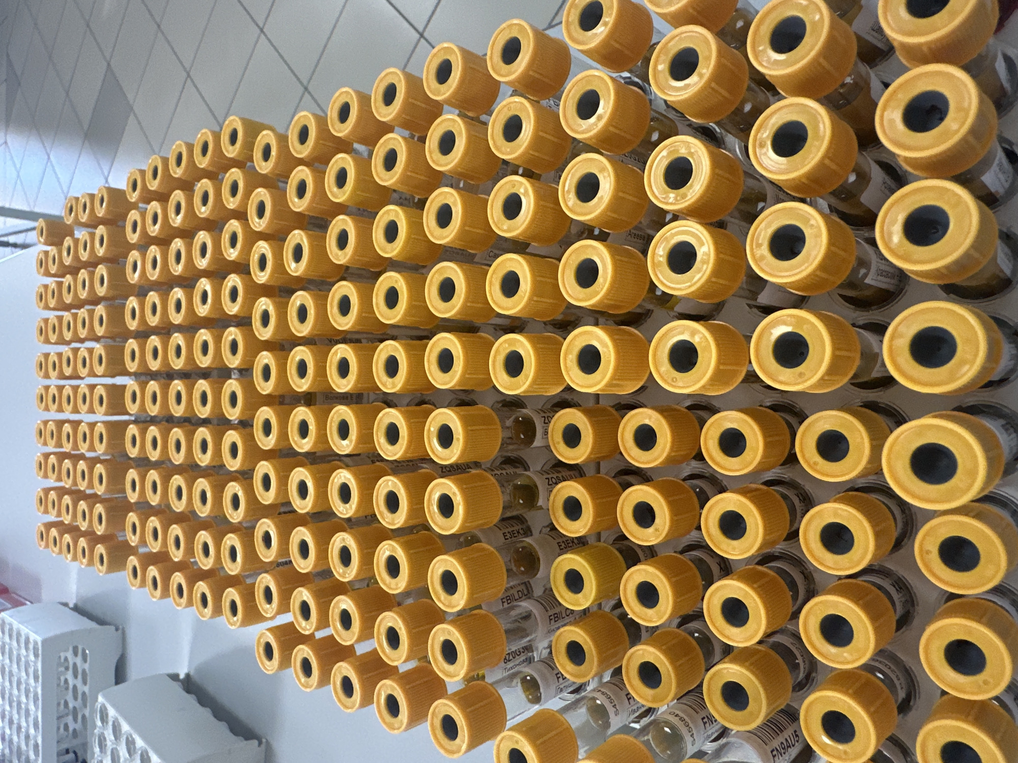 The image displays a comprehensive overhead view of numerous cylindrical laboratory sample tubes, each sealed with a yellow plastic cap. The tubes are meticulously arranged in rows and columns on a light-colored, smooth surface, likely a laboratory bench or counter. Each transparent glass or plastic tube contains a liquid sample, with varying levels and characteristics; some show a clear liquid above a visible sediment or separated phase, consistent with processed biological specimens like blood plasma or serum. Adhered to the side of most tubes are white labels with black alphanumeric codes (e.g., "S456840", "FBILDU1", "E3EKJ", "ZOSAUA", "FN9AU5", "R62036"), serving as unique identifiers or barcodes. In the upper left quadrant of the background, two white, multi-compartment plastic racks, typically used for holding test tubes, are partially visible. The background also reveals a light-colored, tiled floor, suggesting an institutional or clinical laboratory environment. No individuals are present, and no actions are being performed. The specific location in the city of Moscow, Russia, cannot be determined from the visual evidence within the image.