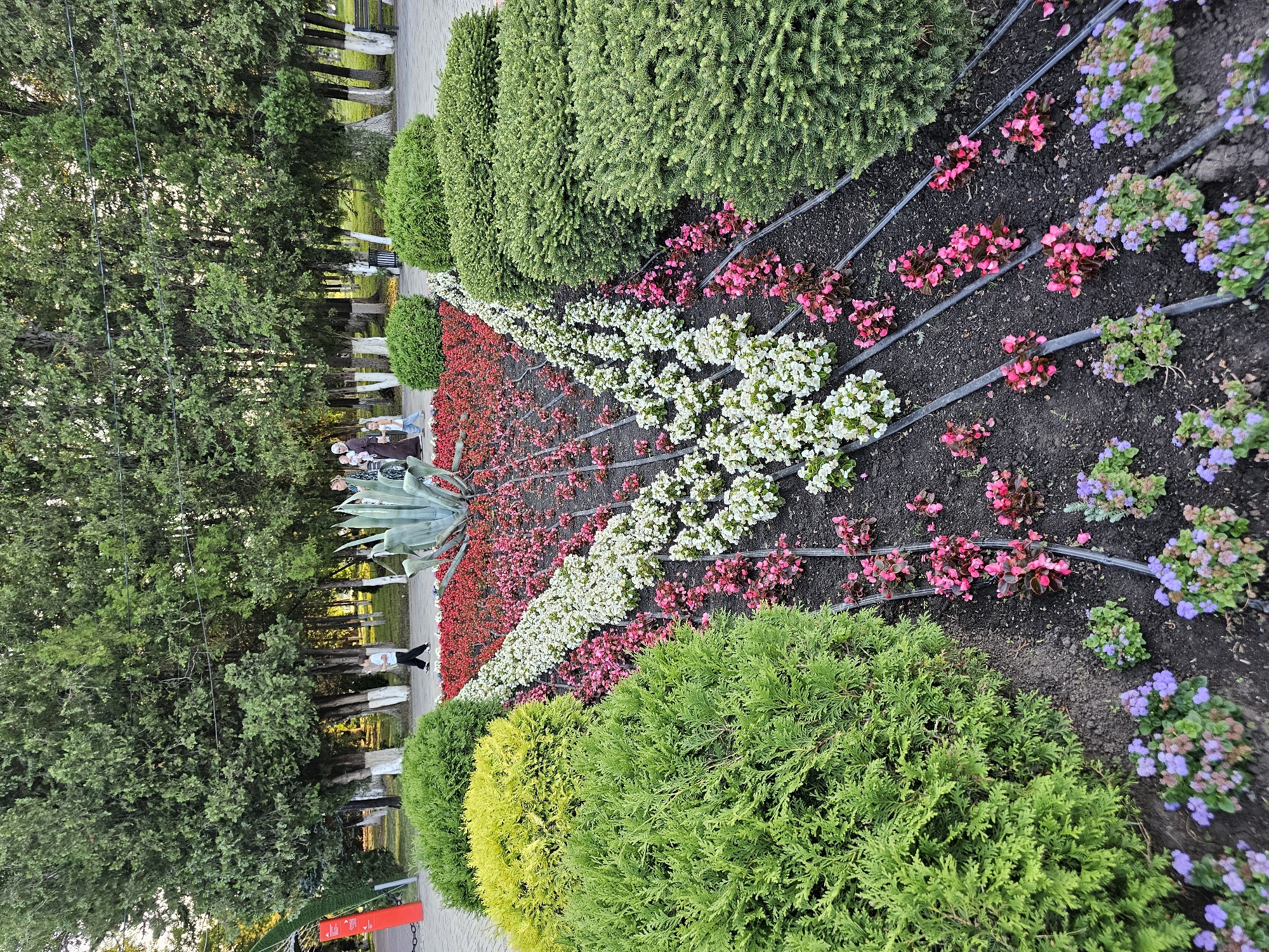 The image depicts a triangular flowerbed planted with red, white, and pink flowers, bordered by green and yellow bushes. In the center of the flowerbed, a large agave plant stands tall. The flowerbed is irrigated with a drip system. In the background, several people are walking along a paved pathway, with a line of trees and white-trunked trees lining the path. The scene appears to be a public park or garden in Cherkessk, Russia, likely during the daytime given the lighting.