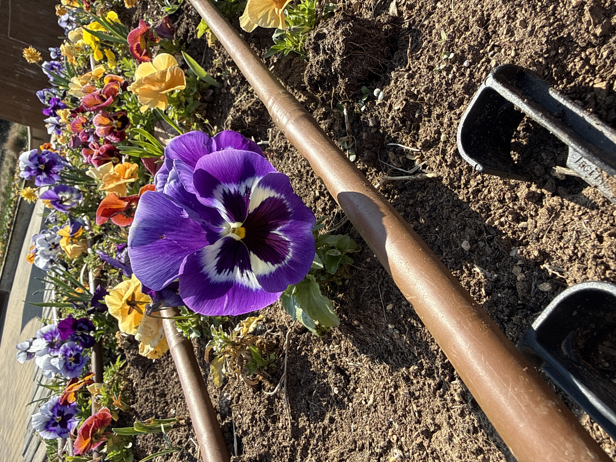 The image shows a flowerbed with pansies in Stara Zagora, Bulgaria. The flowers are of various colors, including purple, yellow, and orange. A brown irrigation pipe runs through the flowerbed. A gardening tool is partially visible on the right side of the image. The ground is covered with dark soil. The scene is illuminated by sunlight.