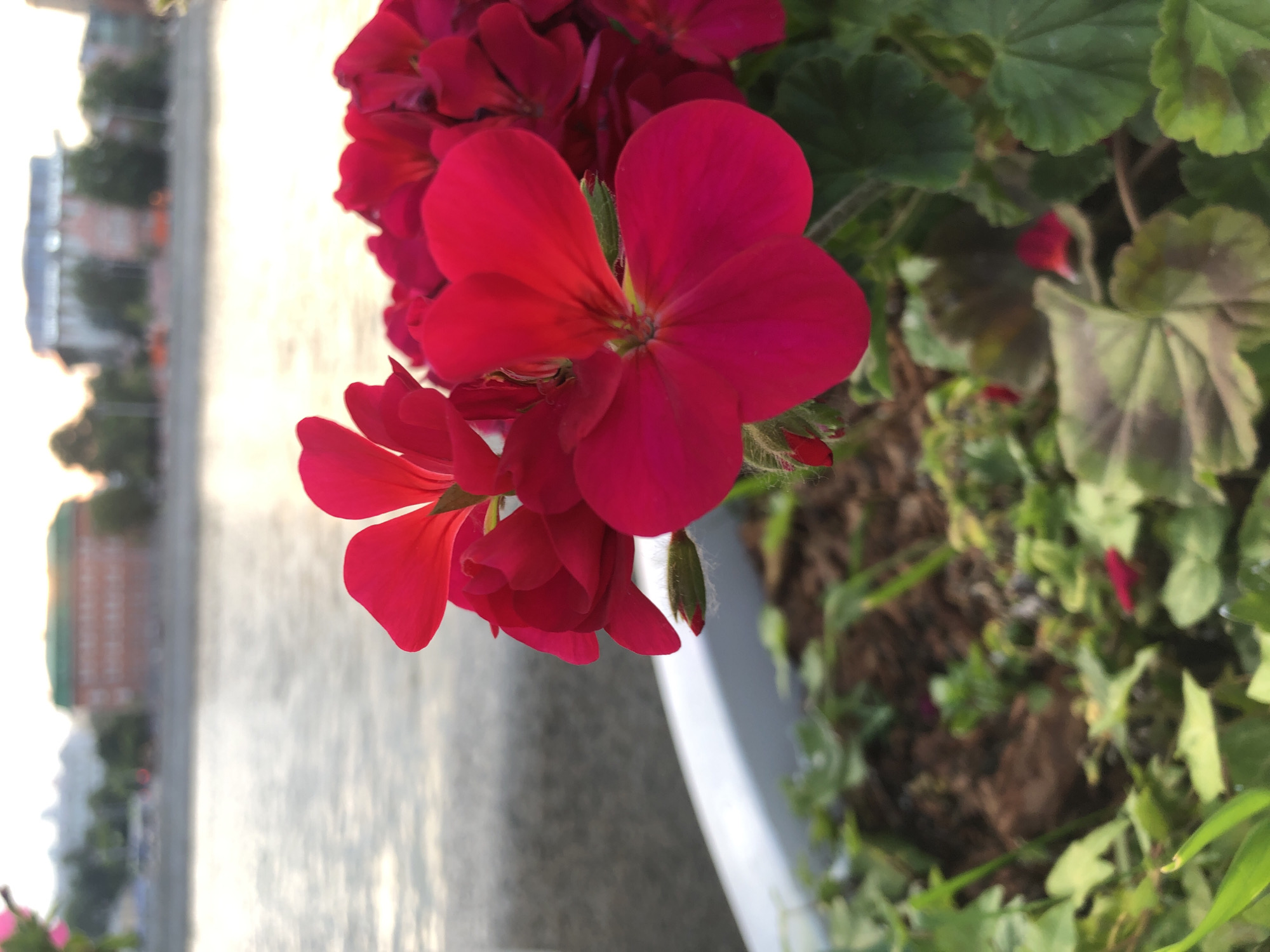 The image is a close-up shot of bright red geranium flowers in a planter box. In the background, a body of water, likely the Moskva River, is visible, reflecting the soft light of either sunrise or sunset. Across the river, the blurred outlines of buildings and trees suggest an urban setting. The closest building, a brick structure with a green roof, is in focus enough to be discernible, with other structures and trees forming a hazy line beyond it. The scene appears to be a pleasant waterside location in Moscow, Russia, possibly a park or embankment, where urban architecture meets natural elements. There are no people or animals in the frame.
