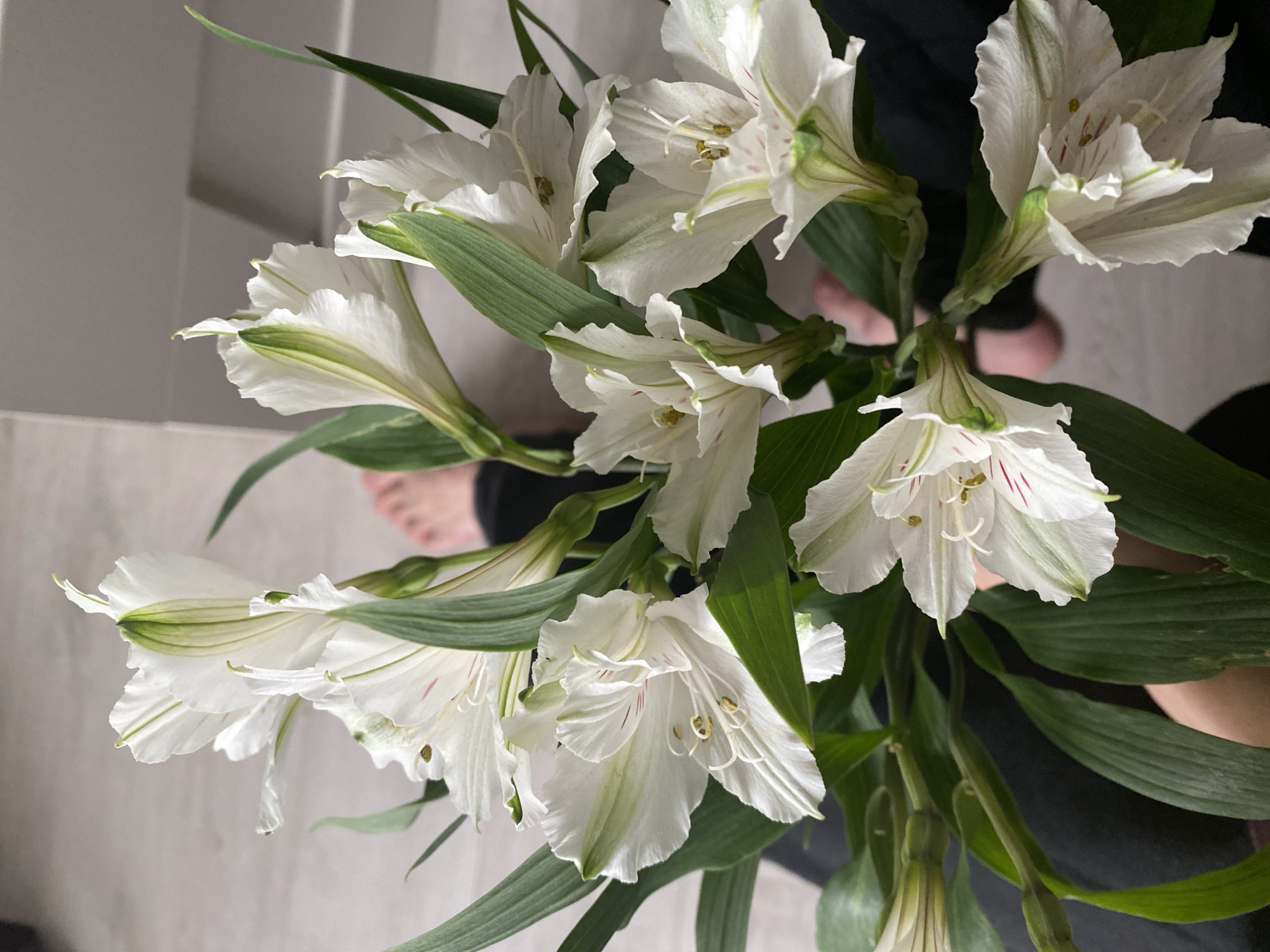 A high-angle, close-up shot shows a cluster of white Alstroemeria flowers with green leaves. The petals are predominantly white with subtle green tinges and delicate red striations inside. The flowers are arranged in a bouquet.
Partial view of human feet is present in the background, suggesting the photo was taken from above by a person holding the bouquet. The background also reveals sections of black clothing and a gray tiled surface.
No information is present that would provide evidence of this image being located in the city of Chaikovsky, Russia.