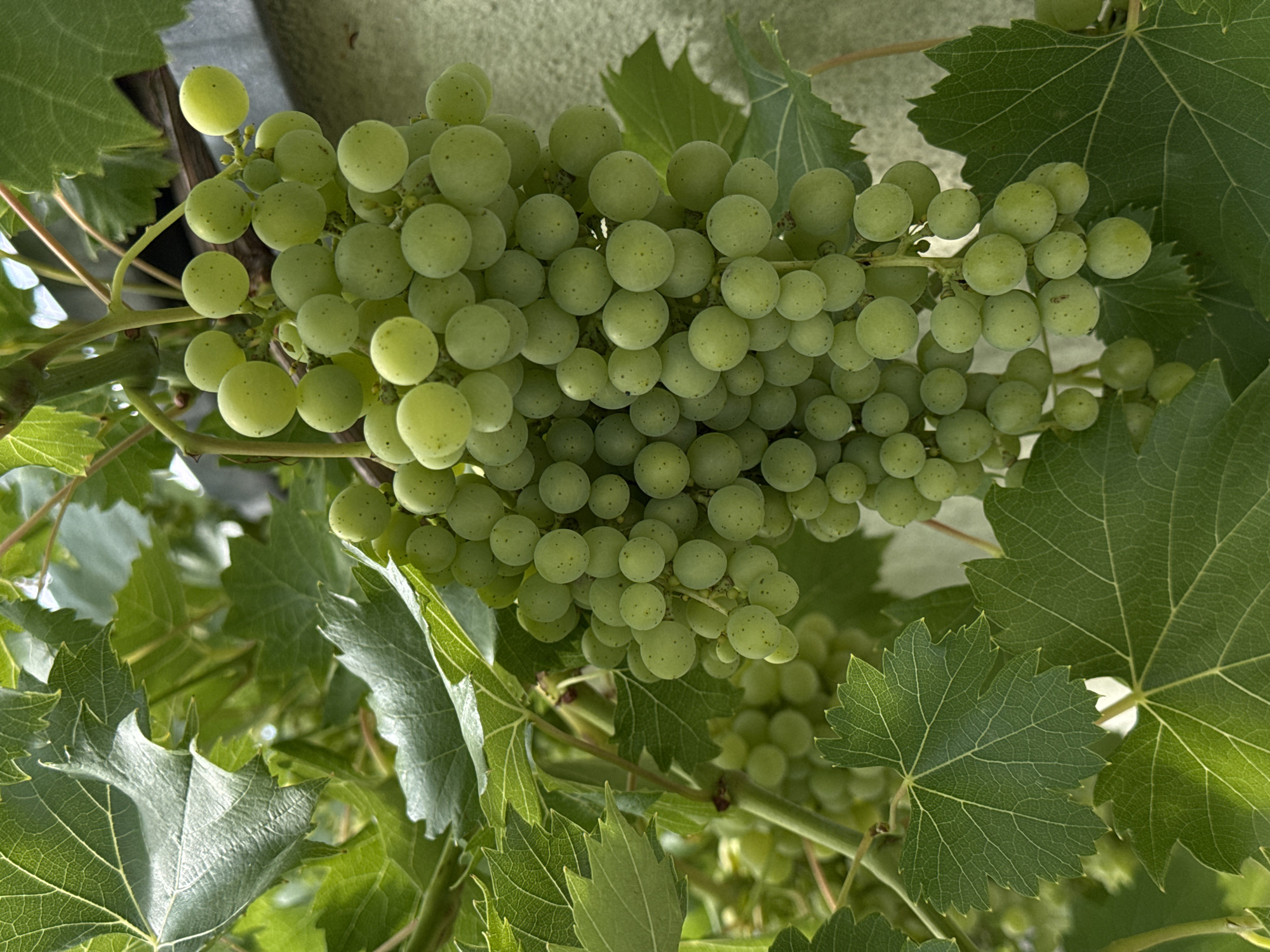 A bunch of unripe green grapes hangs from a vine, surrounded by large, veined green leaves. The grapes are round and clustered tightly together, with some individual berries showing small, dark speckles. The vine appears to be growing against a textured, light-colored wall, possibly stucco, which is visible in the background. The lighting suggests it is daytime, with sunlight filtering through the leaves. The image is a close-up view of the grapes and foliage. No people are present in the image. This scene is consistent with a garden or vineyard setting in Wettstetten, Germany, a region known for viticulture.
