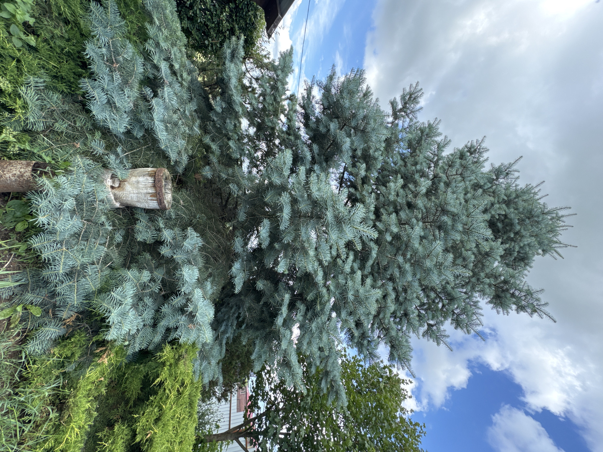 A large, mature blue spruce tree dominates the center of the frame, its blue-green needles creating a dense canopy. The tree is set in a garden environment. To the left of the spruce, a portion of a dark-colored structure, possibly a house or shed, is visible, along with lush green bushes. To the right of the spruce, a lighter green coniferous shrub grows. In the foreground, a weathered wooden post with a metal band sits near the base of the spruce, and another rusty metal pipe is partially visible in the lower right. The background features a fence and a building with a red roof. Above, the sky is a mix of blue with scattered white clouds. The location is identified as Gubarevo, Russia.