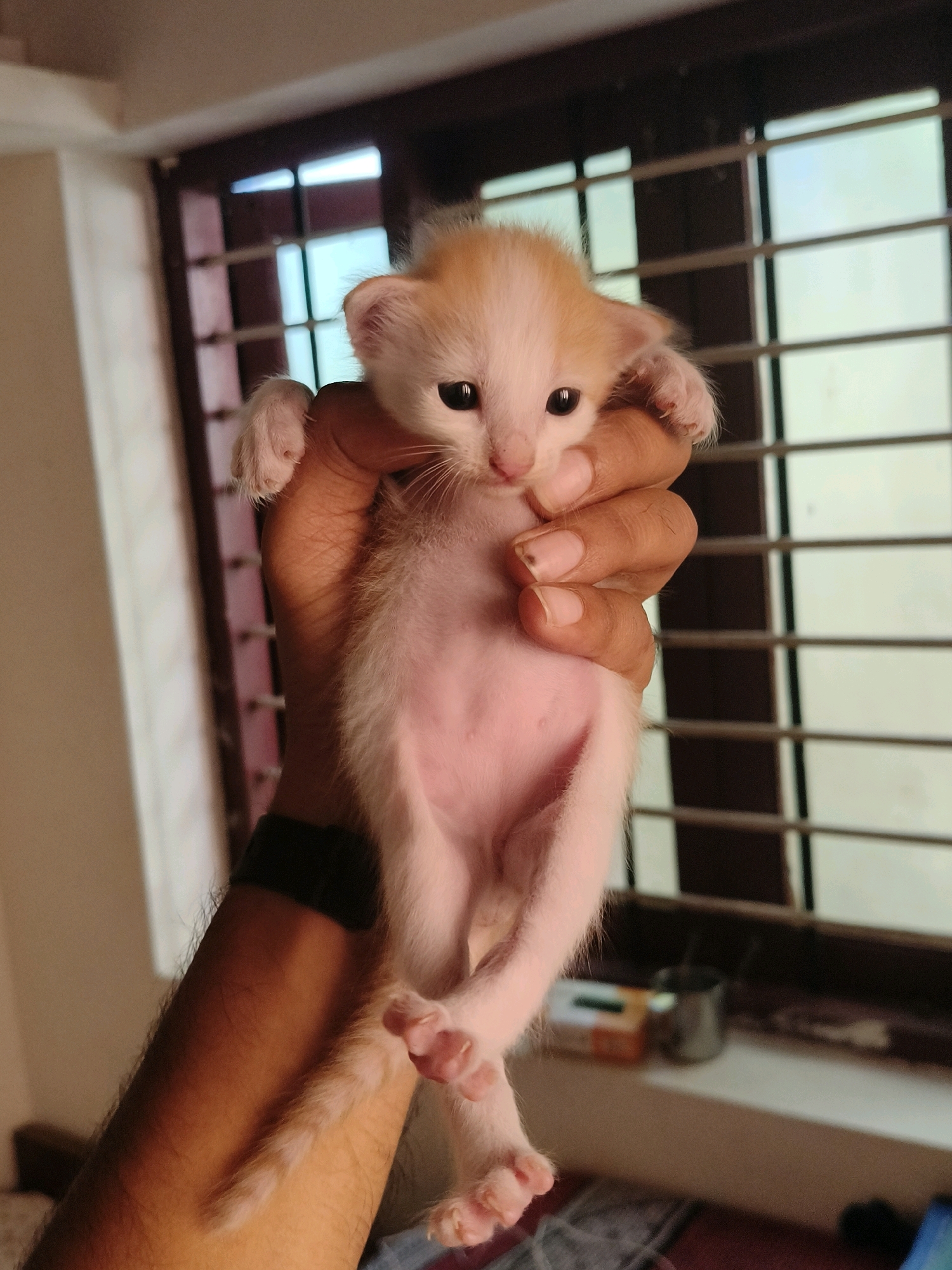 A light brown and white kitten is held in a person's hand in front of a window with dark blinds. The kitten is small with big, dark eyes and light brown ears. Its belly is pink and its paws are visible. The person's hand is tan with visible finger lines and fingernails. A dark band is visible on the person's forearm. The background shows a window with a pattern of vertical and horizontal bars, and light filtering through. A blurred object that appears to be a tissue box and a metal cup are visible on a ledge beneath the window. The overall setting appears to be an indoor environment, possibly a home, in Thiruvananthapuram, India.