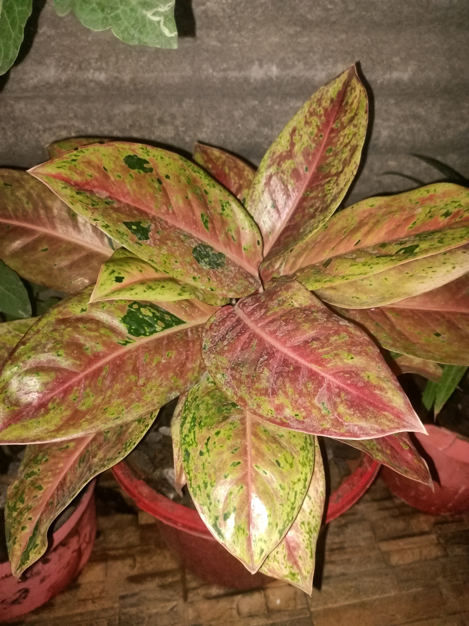 The image shows a close-up of a potted plant with large, variegated leaves. The leaves are primarily shades of red and green, with irregular patterns and speckles. The plant is in a red pot, and the background consists of a textured grey wall and a wooden surface. No people or specific locations in Wadeng, Indonesia, are visible in the image.