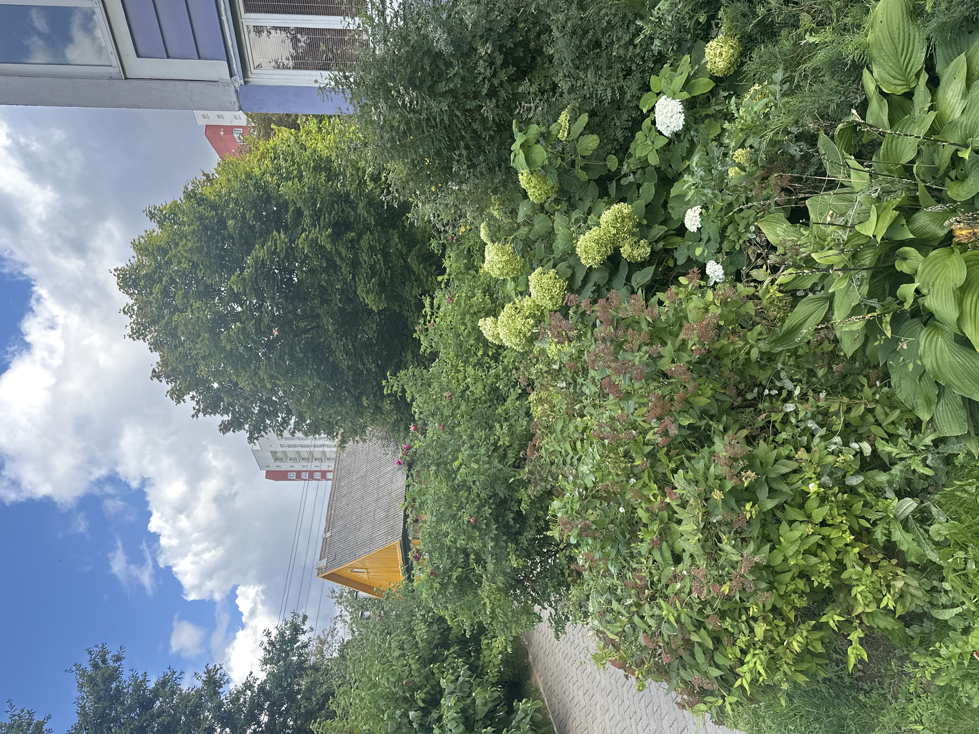 The image depicts a section of a residential area in Minsk, Belarus, featuring a paved walkway in the foreground, bordered by a lush garden. The garden is densely planted with a variety of green shrubs and plants, some of which bear small red or brown buds and clusters of white and light green flowers. In the background, a small, brightly painted yellow house with a grey roof is visible, partially obscured by trees. Further beyond the house, tall apartment buildings can be seen against a cloudy blue sky. To the right, a portion of a modern apartment building with blue and grey facade and windows is present. The scene captures a mixture of natural elements and urban architecture.