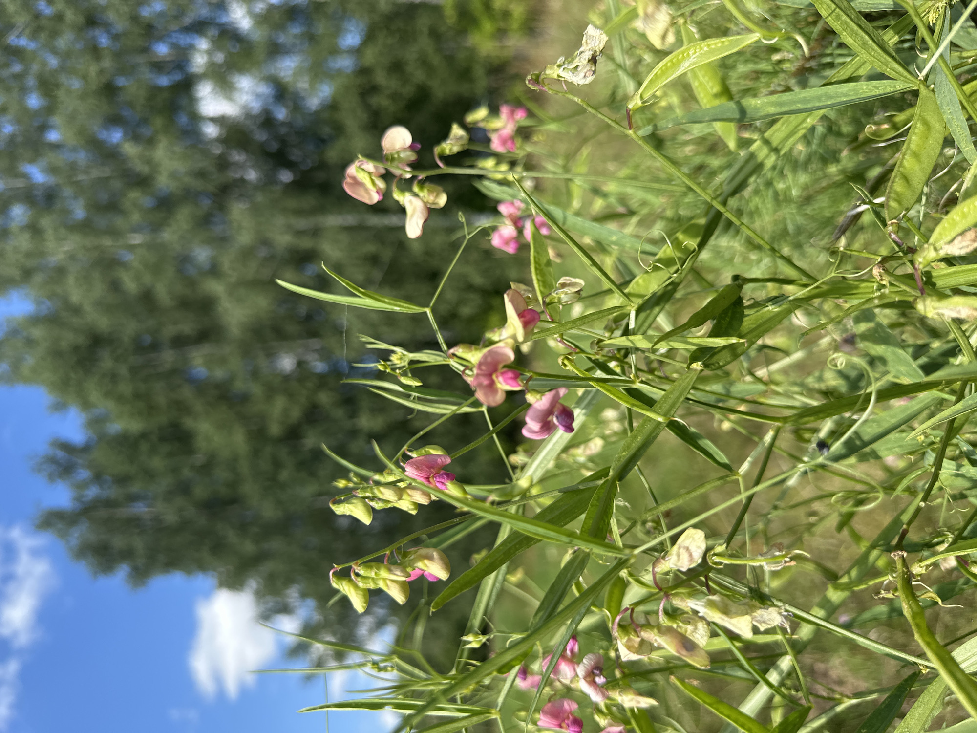 This image shows a close-up of pink and light green flowers with green leaves and stems. The flowers are delicate and appear to be growing in a natural setting. In the background, out of focus, are green trees and a bright blue sky with some white clouds. The image is taken from a low angle, looking up at the flowers. The setting appears to be outdoors, possibly a field or garden.
