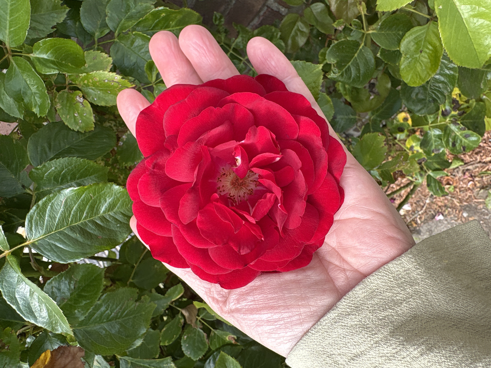 A person's open hand, partially covered by a light olive-green garment, holds a vibrant red rose. The rose is fully bloomed with many layered petals and a visible stamen at its center. The hand and rose are positioned in the foreground, with a background of lush green foliage. The scene is set outdoors, with the soft natural lighting suggesting it is daytime. The location is identified as Heerlen, Netherlands.